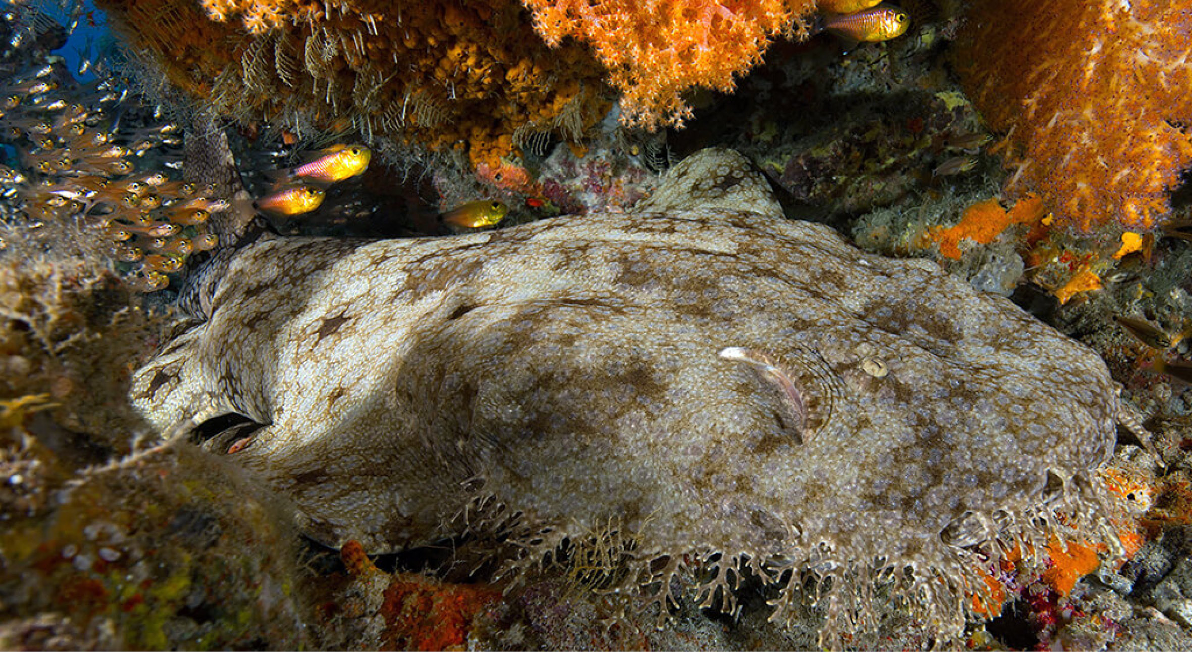 From the unforgettable reefs5