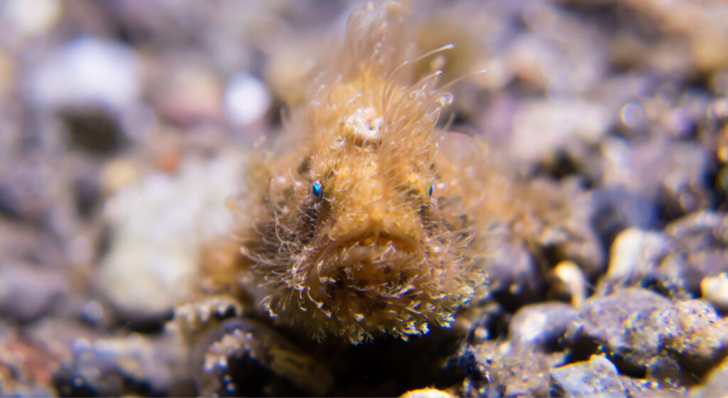Hairy_Frogfish-1-1024x768