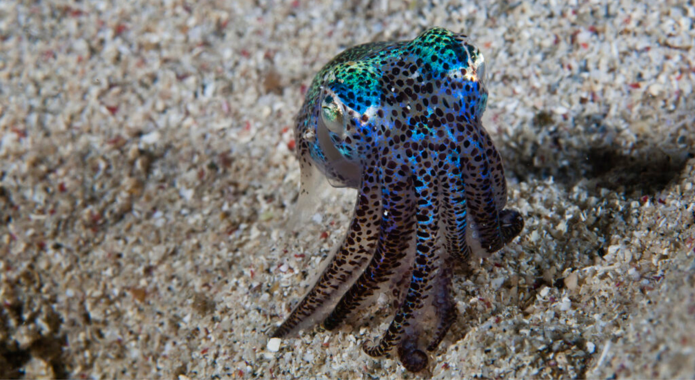 KOMO200906110153-1024x680