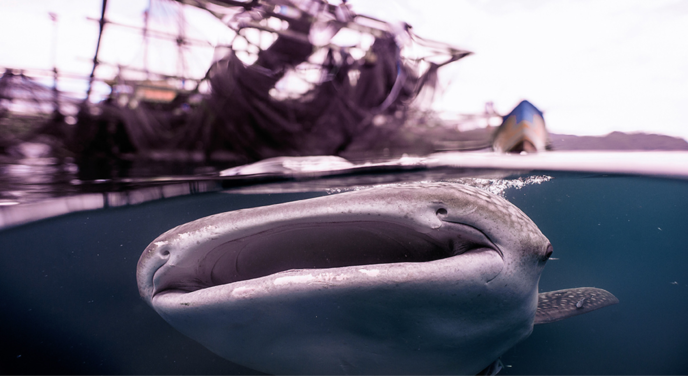 Our newest cruises have ventured