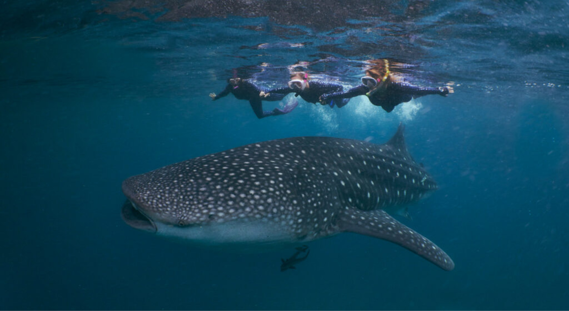 Our newest cruises have ventured2