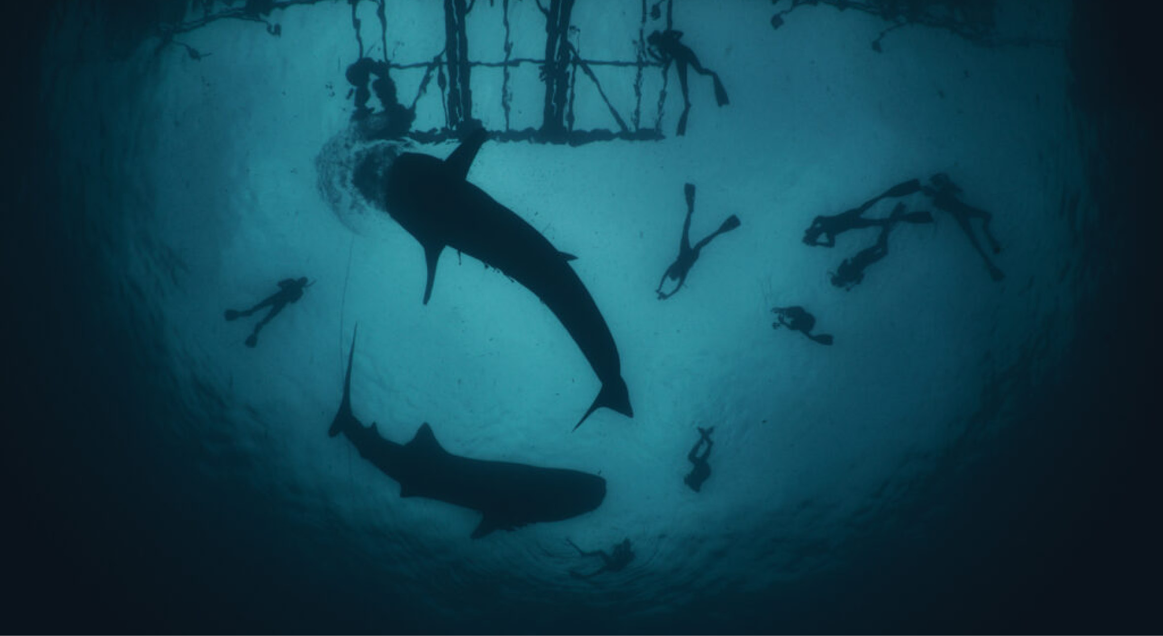 Our newest cruises have ventured3