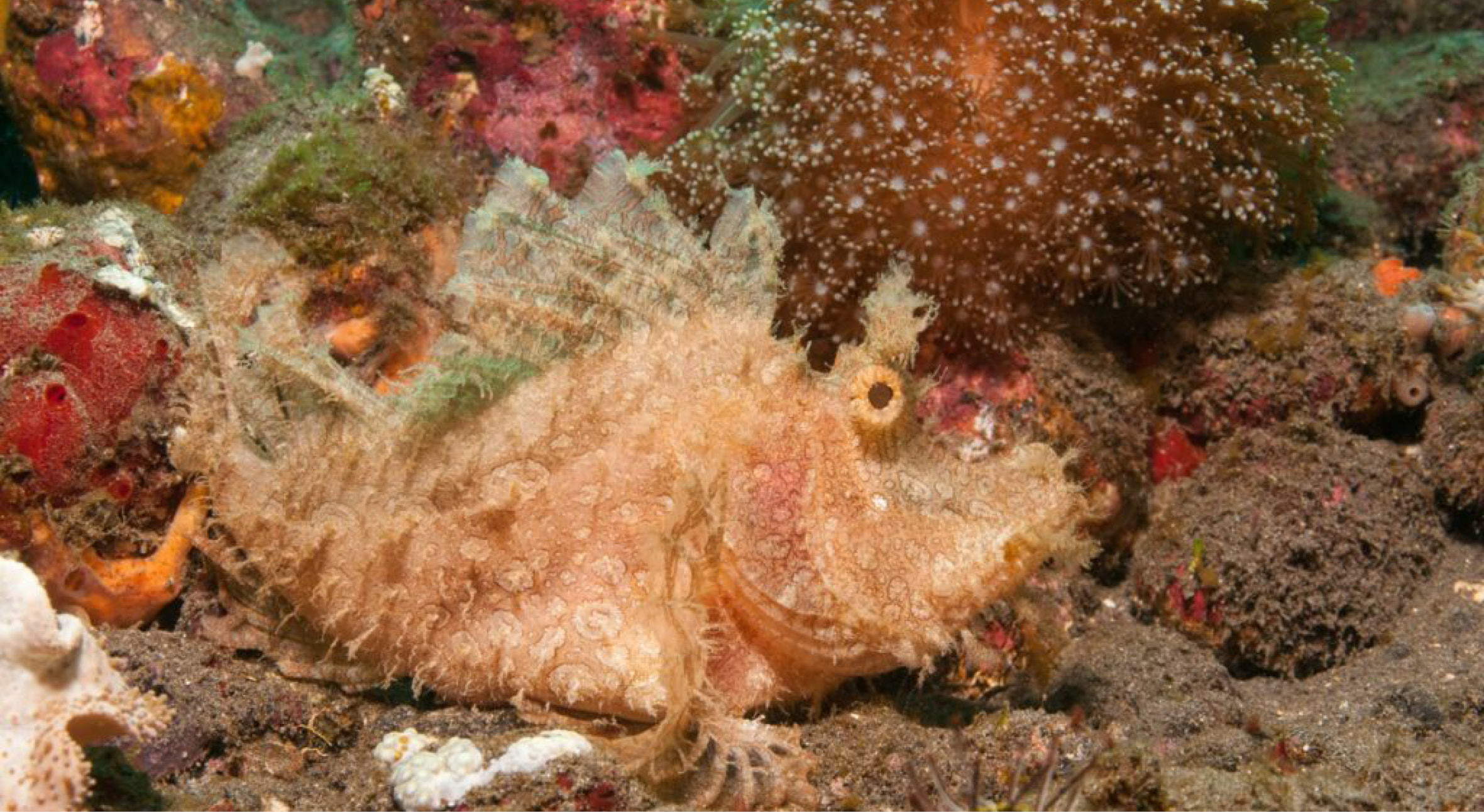 Rhinopias2-1-1024x681