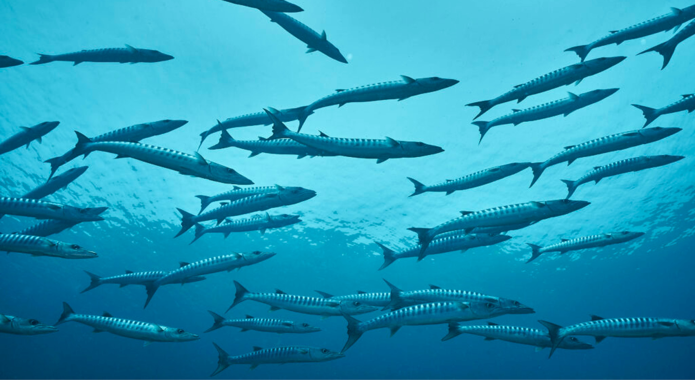 SchoolingBarracudas-1024x683