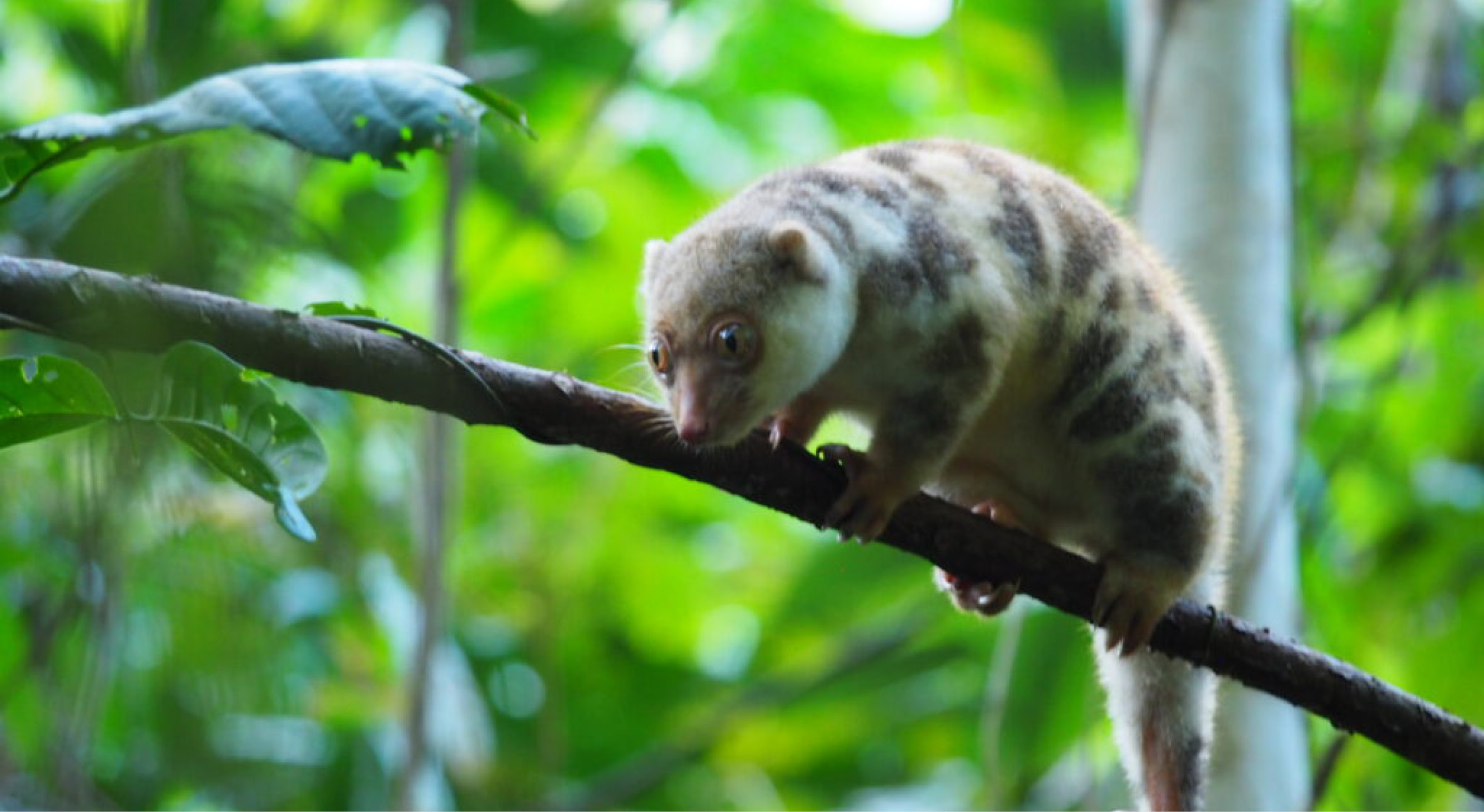 Seven Seas guests can choose3