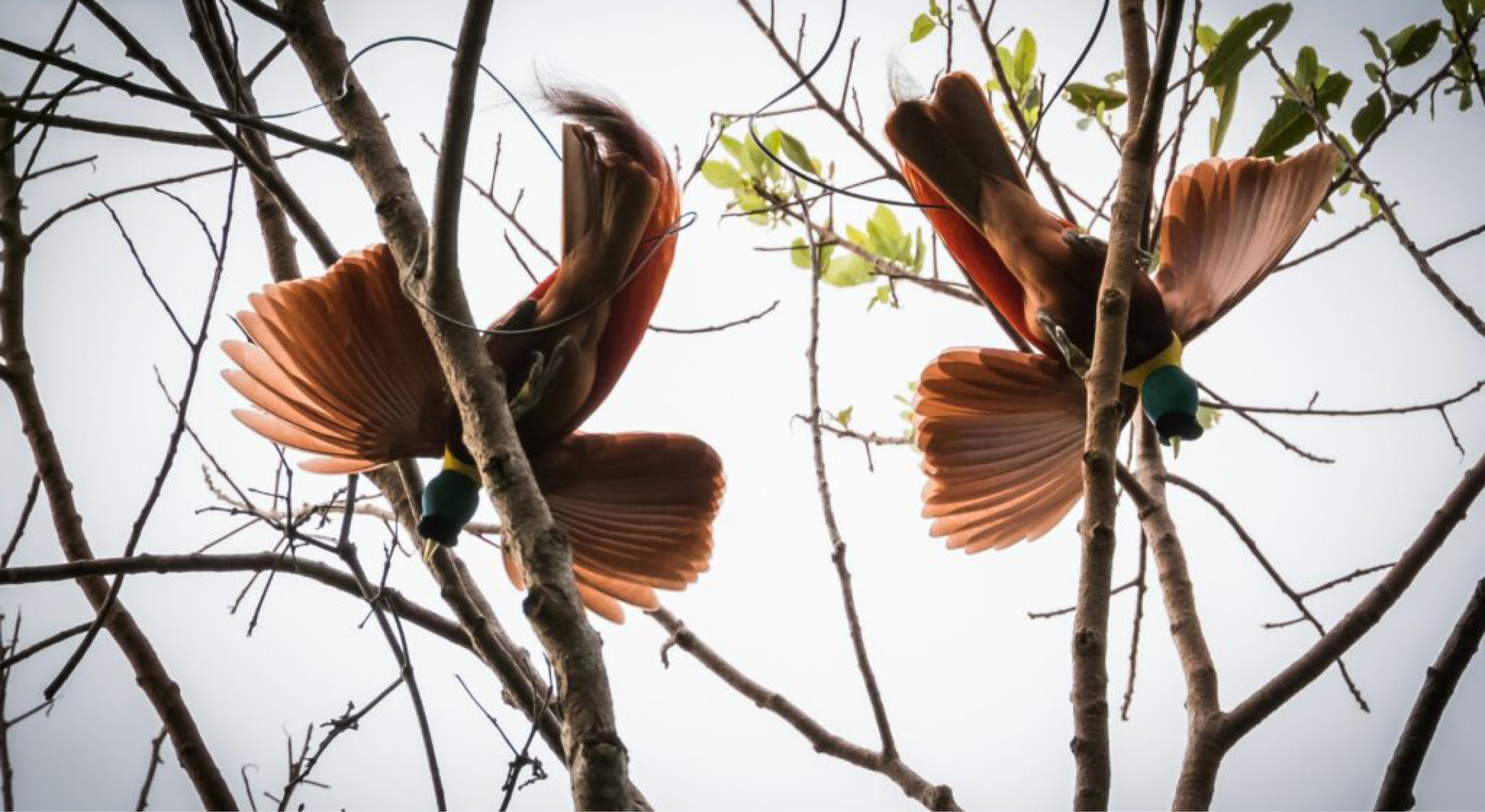 Seven Seas guests can choose5