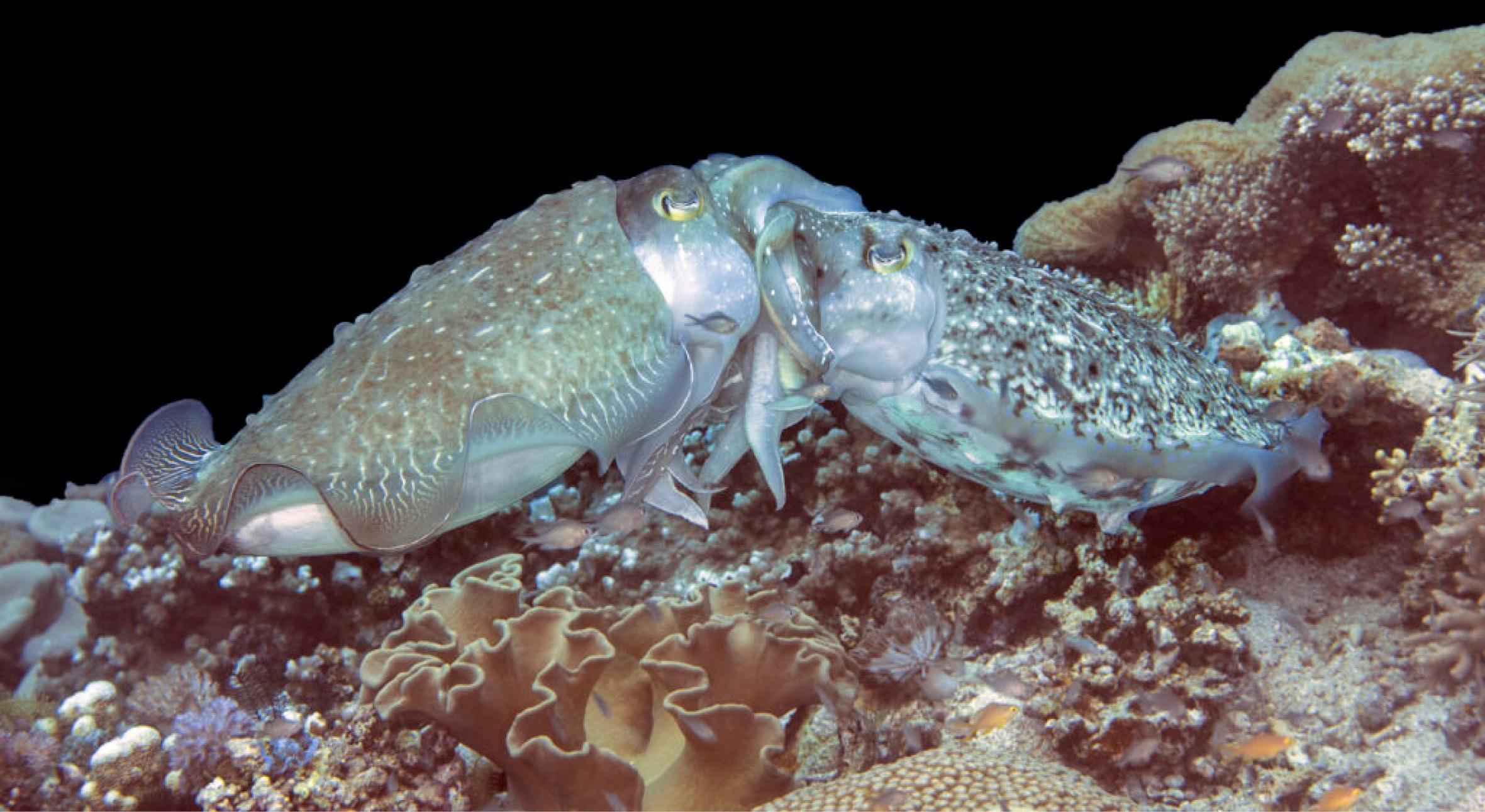 Since 2012 we are offering