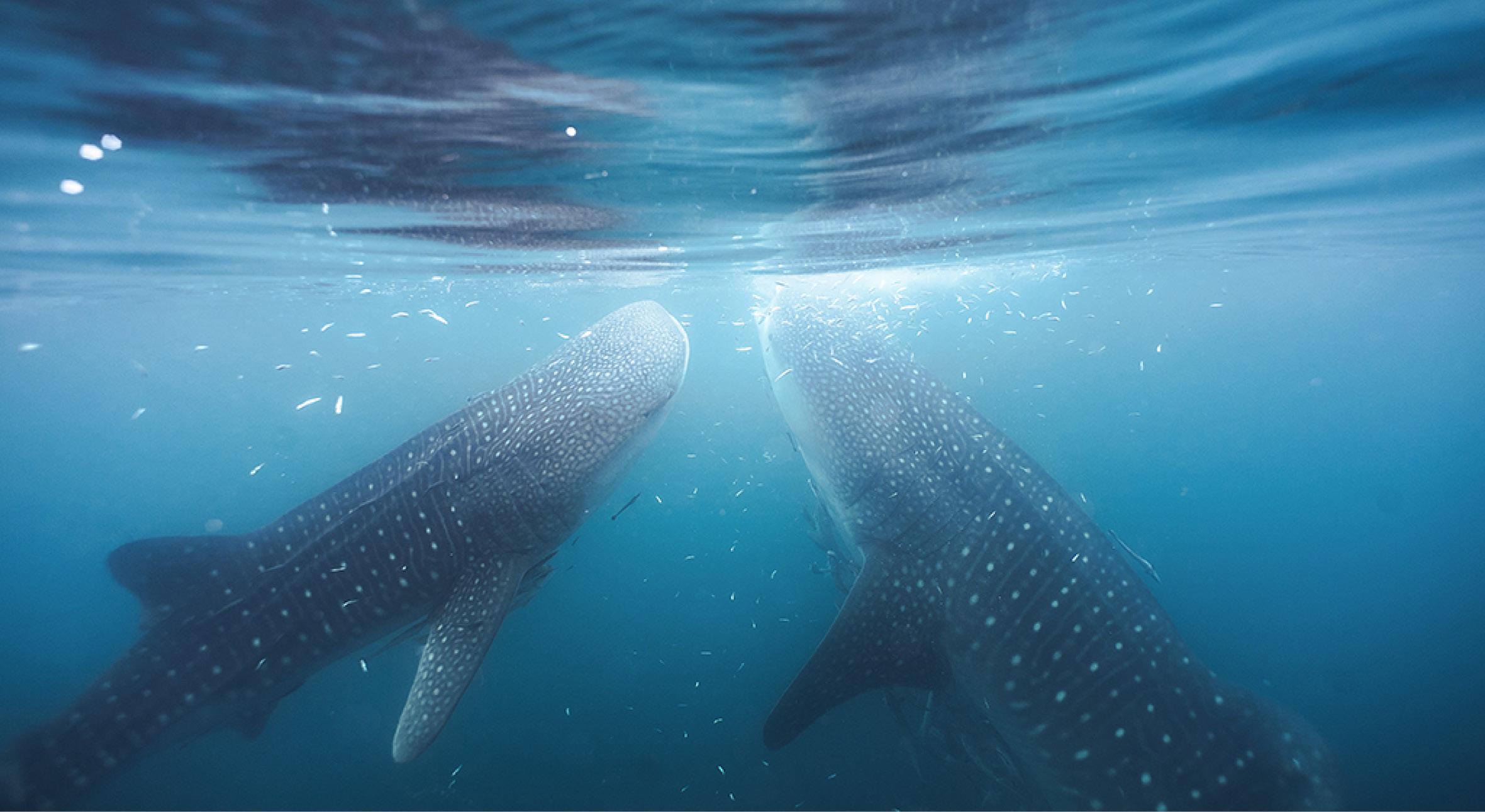 Since 2012 we are offering4