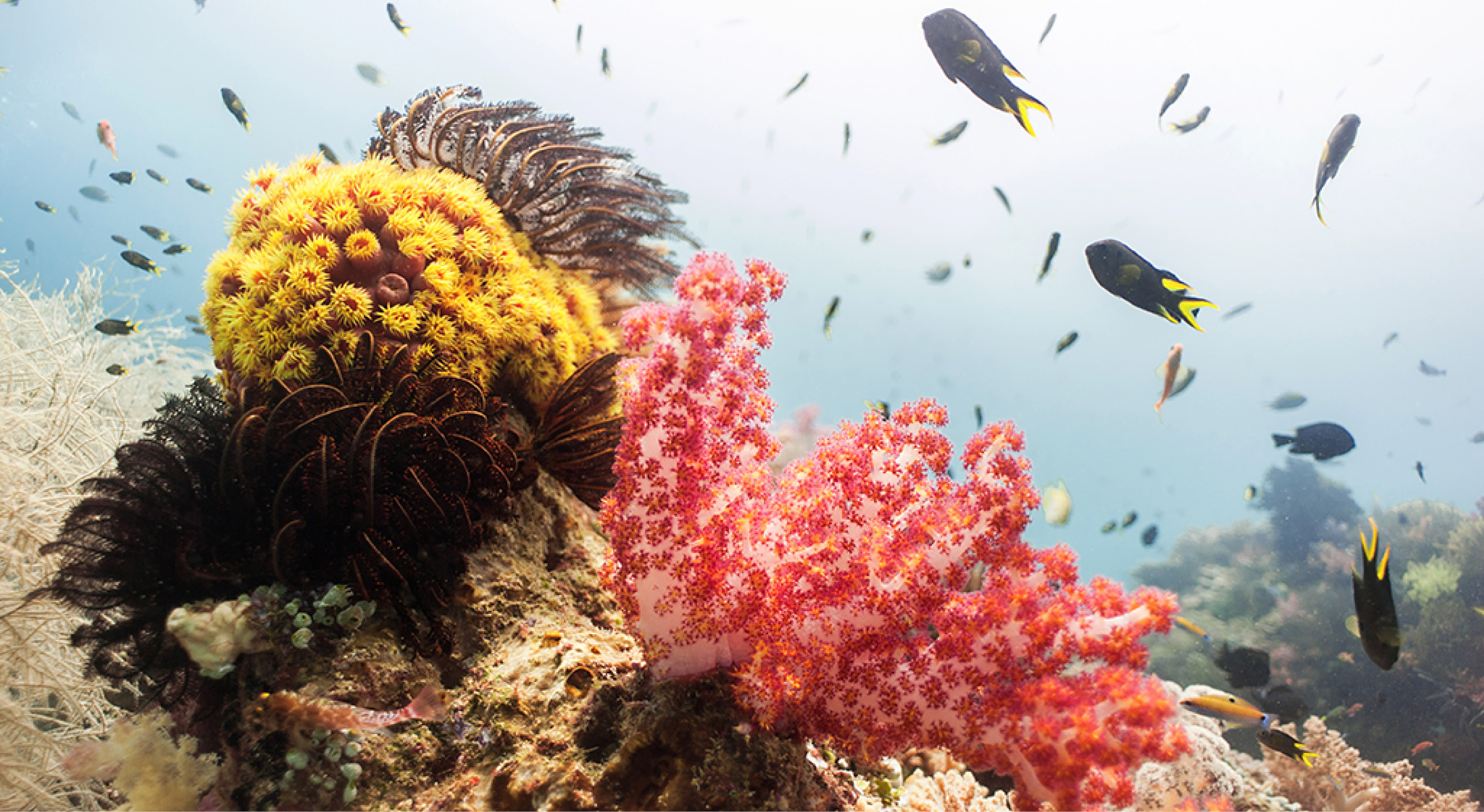 Since 2012 we are offering5