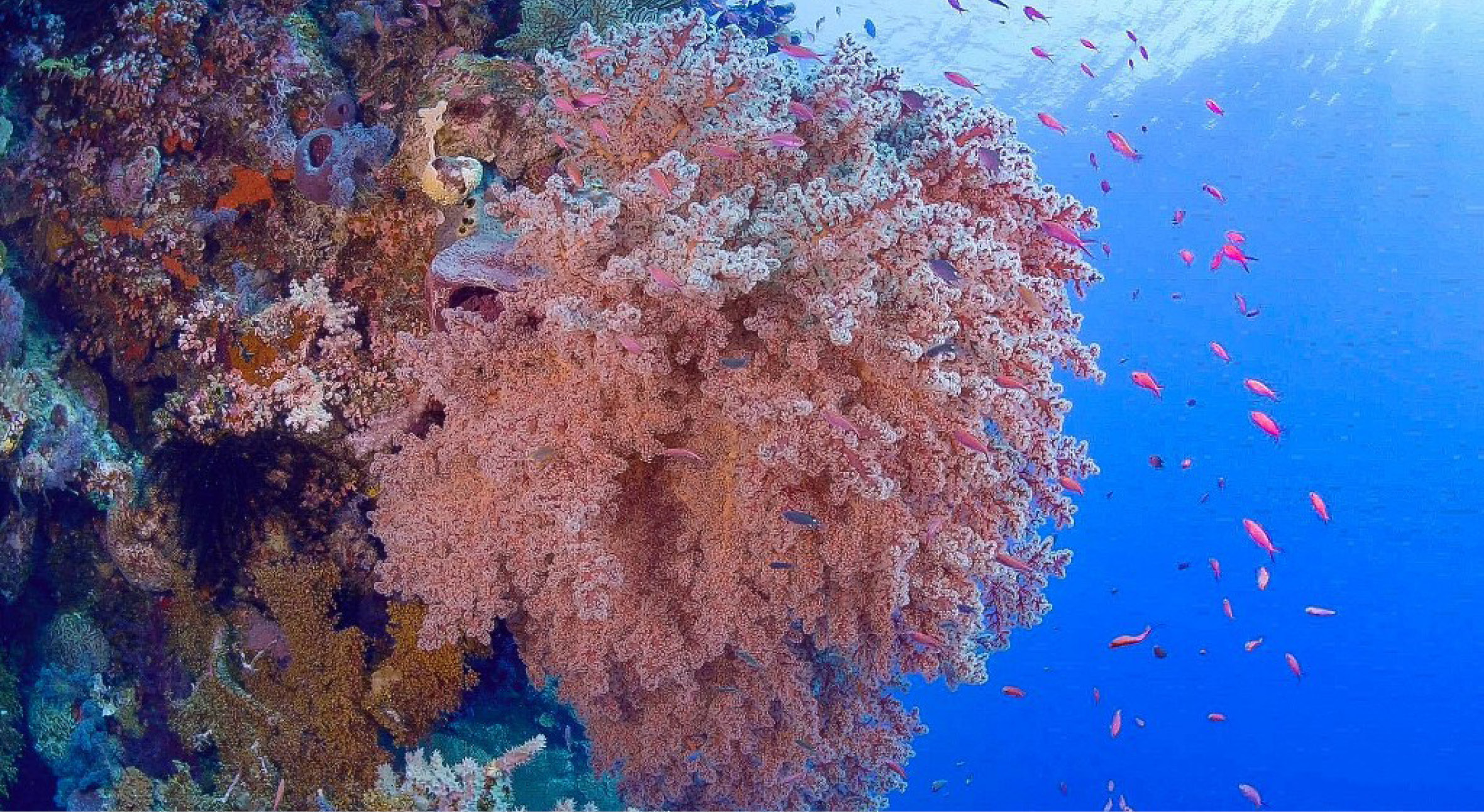 The Forgotten Islands offer