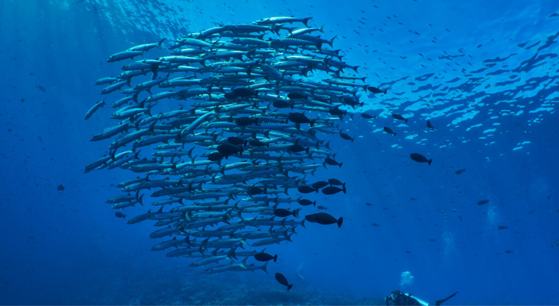 The Forgotten Islands offer3