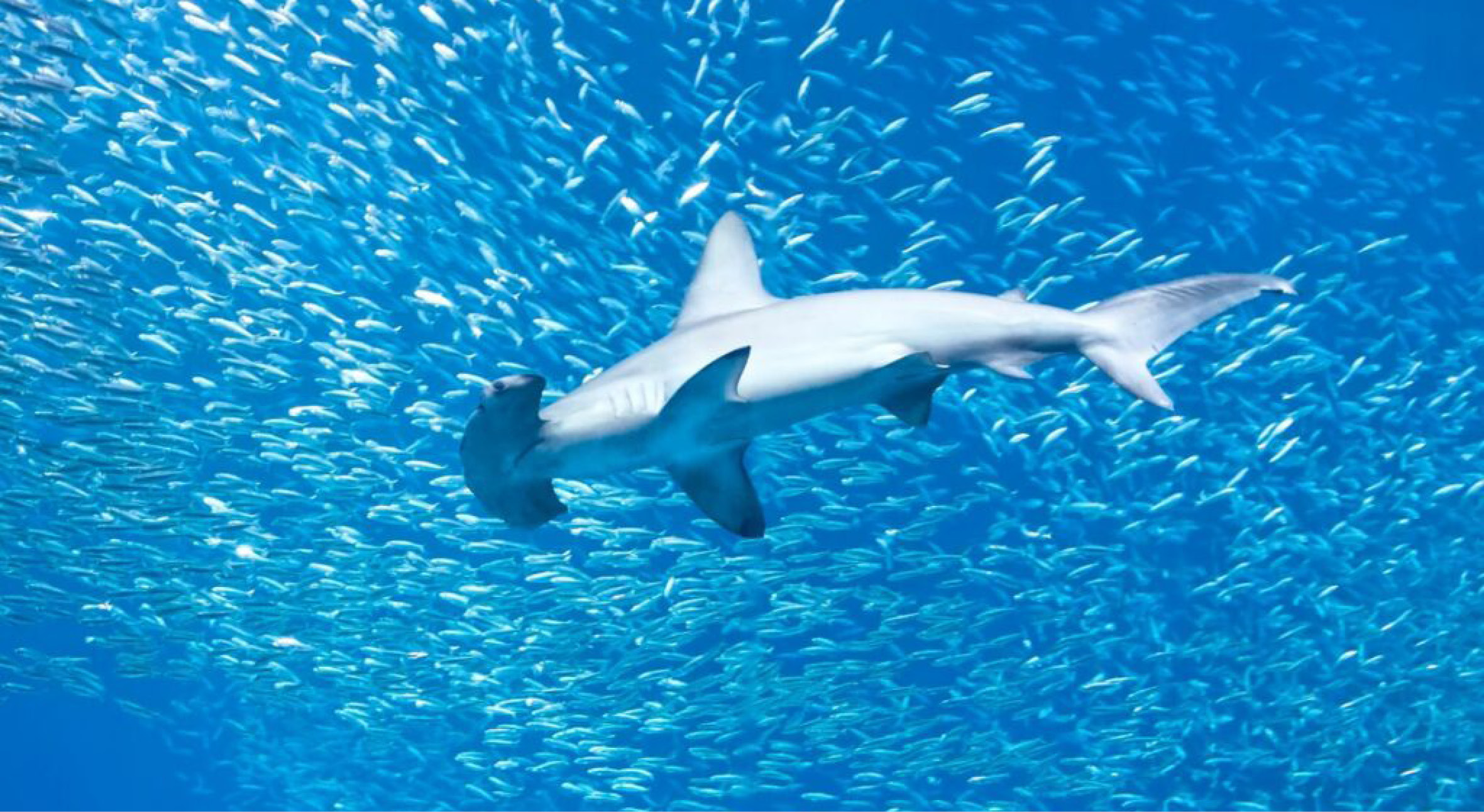 The Forgotten Islands offer5