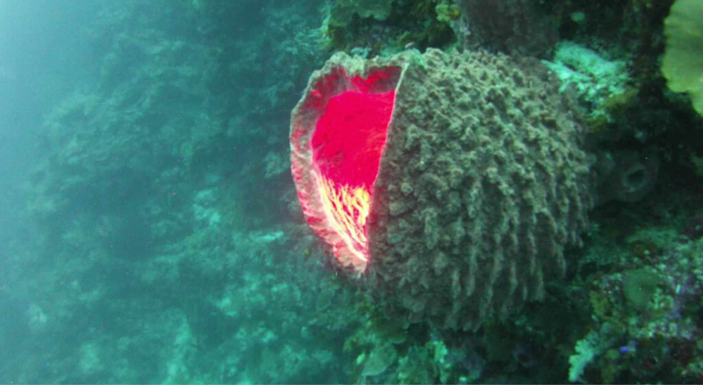 The Inner Arc islands are volcanic4