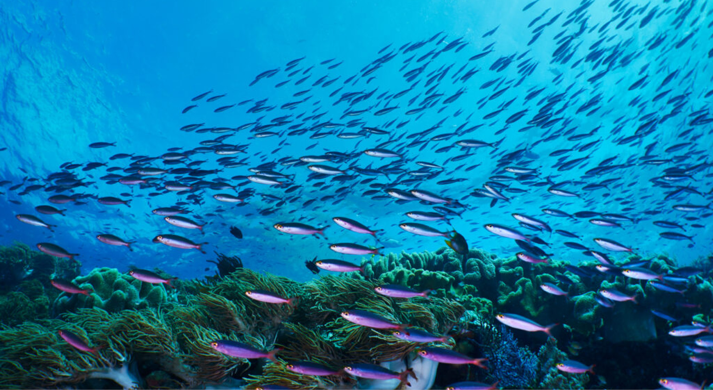 The Inner Arc islands are volcanic5