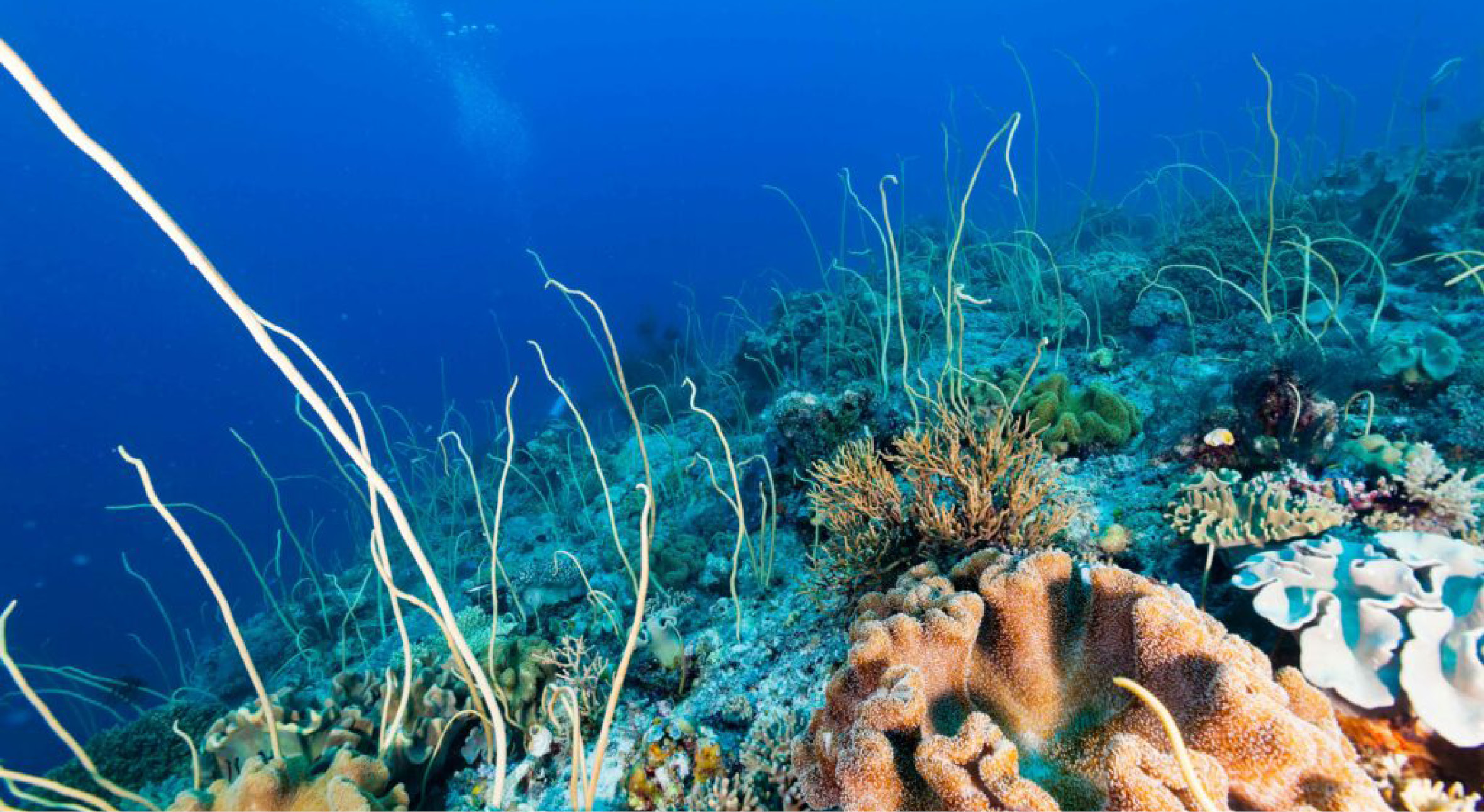The Inner Arc islands are volcanic6