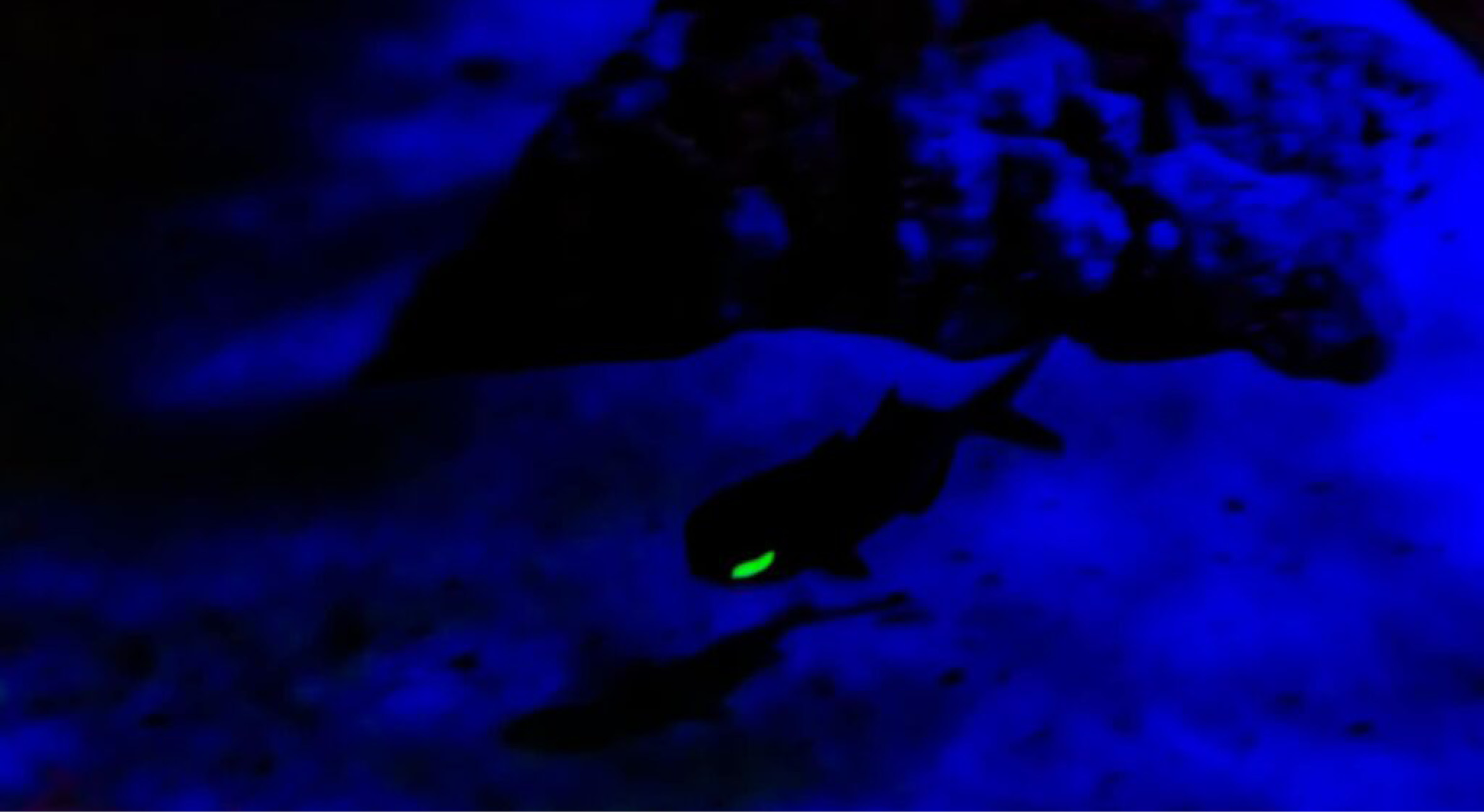 flashlight-fish-1024x692