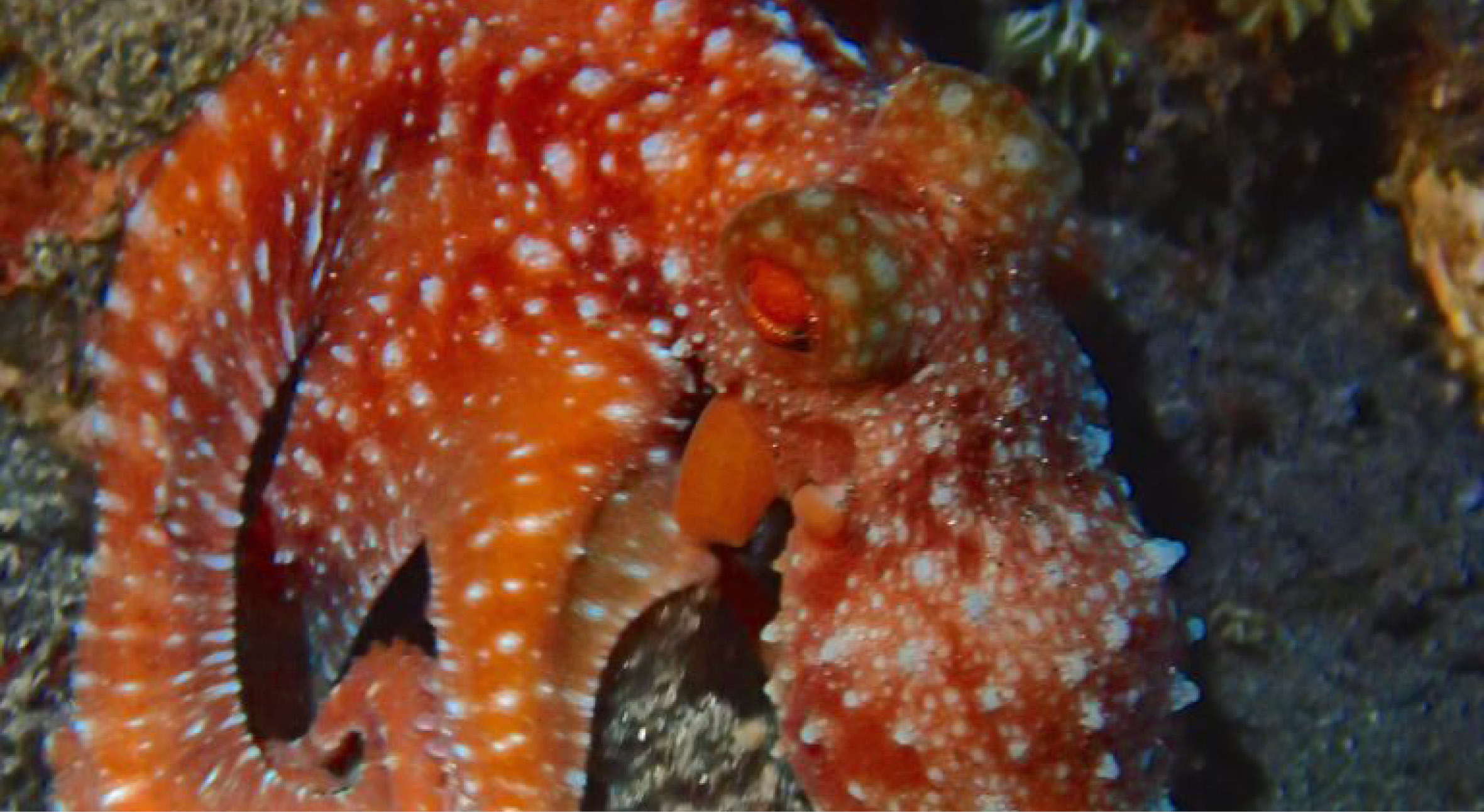 rare-red-octopus-3rd-night-dive-768x1024