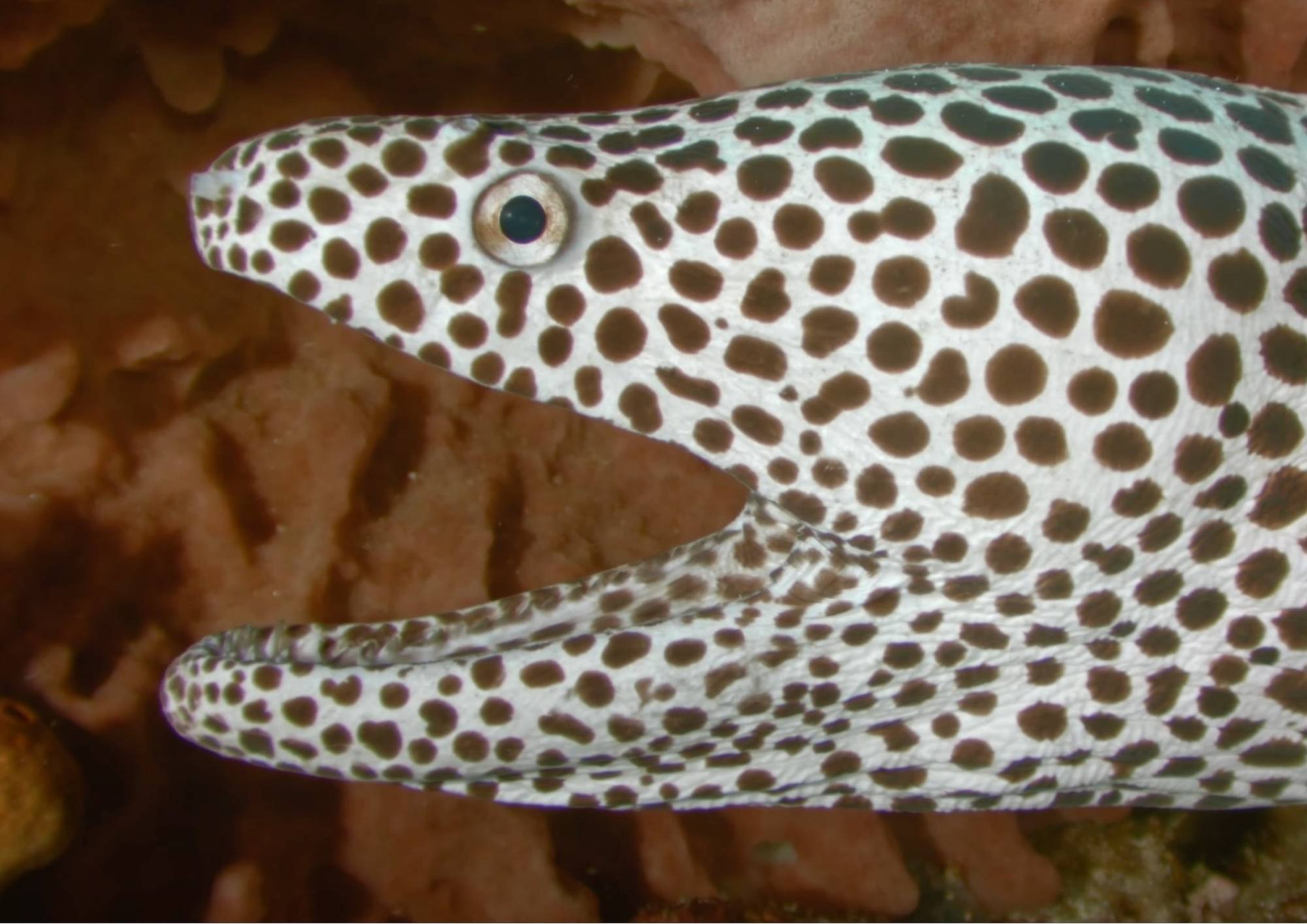 liveaboard diving indonesia