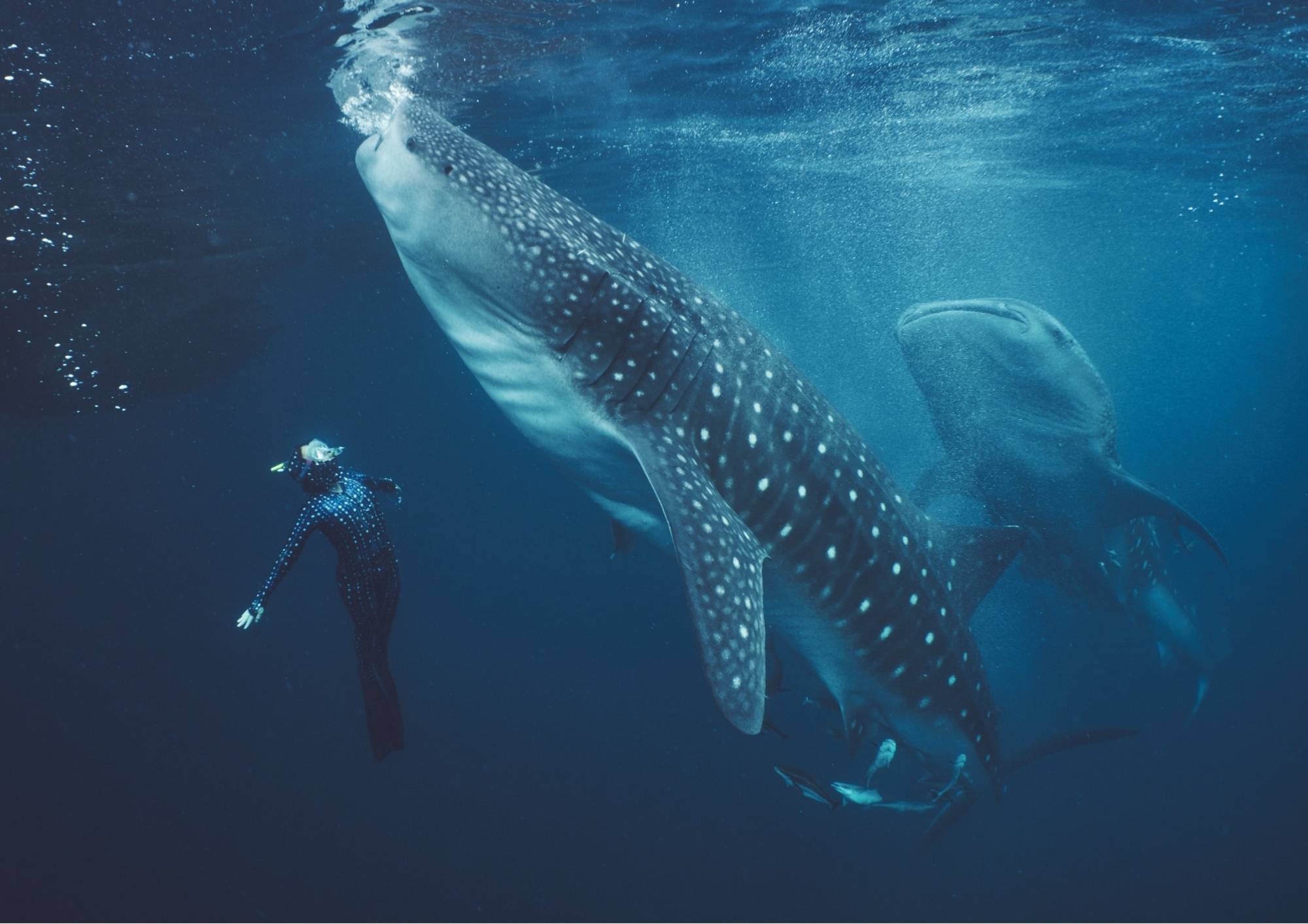 Diver swimming with whale shark on Sumbawa–Komodo Diving & Exploration adventure