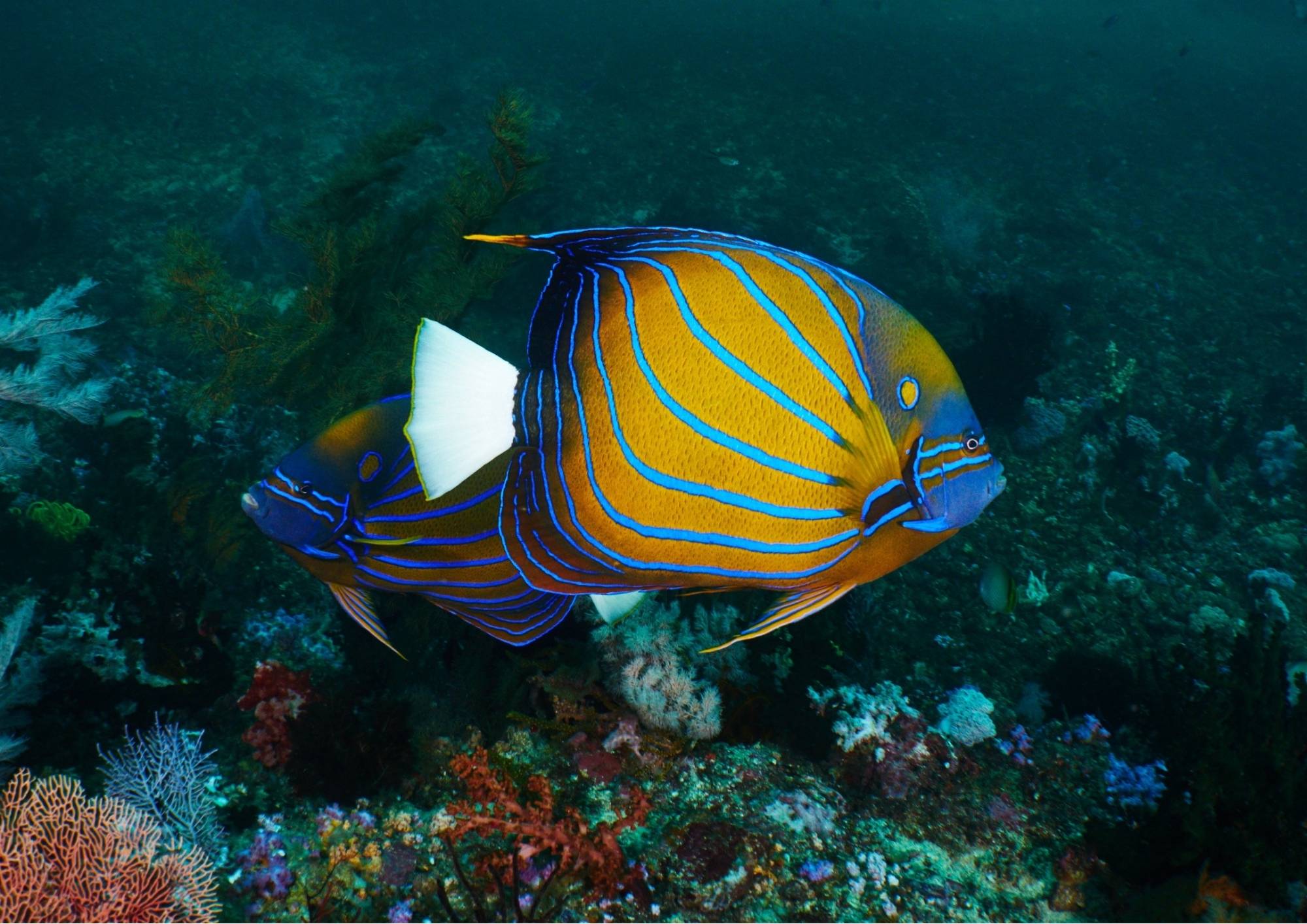 liveaboard diving indonesia