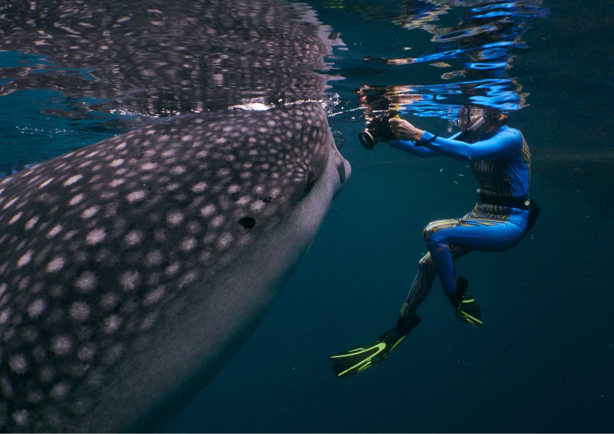 liveaboard diving indonesia