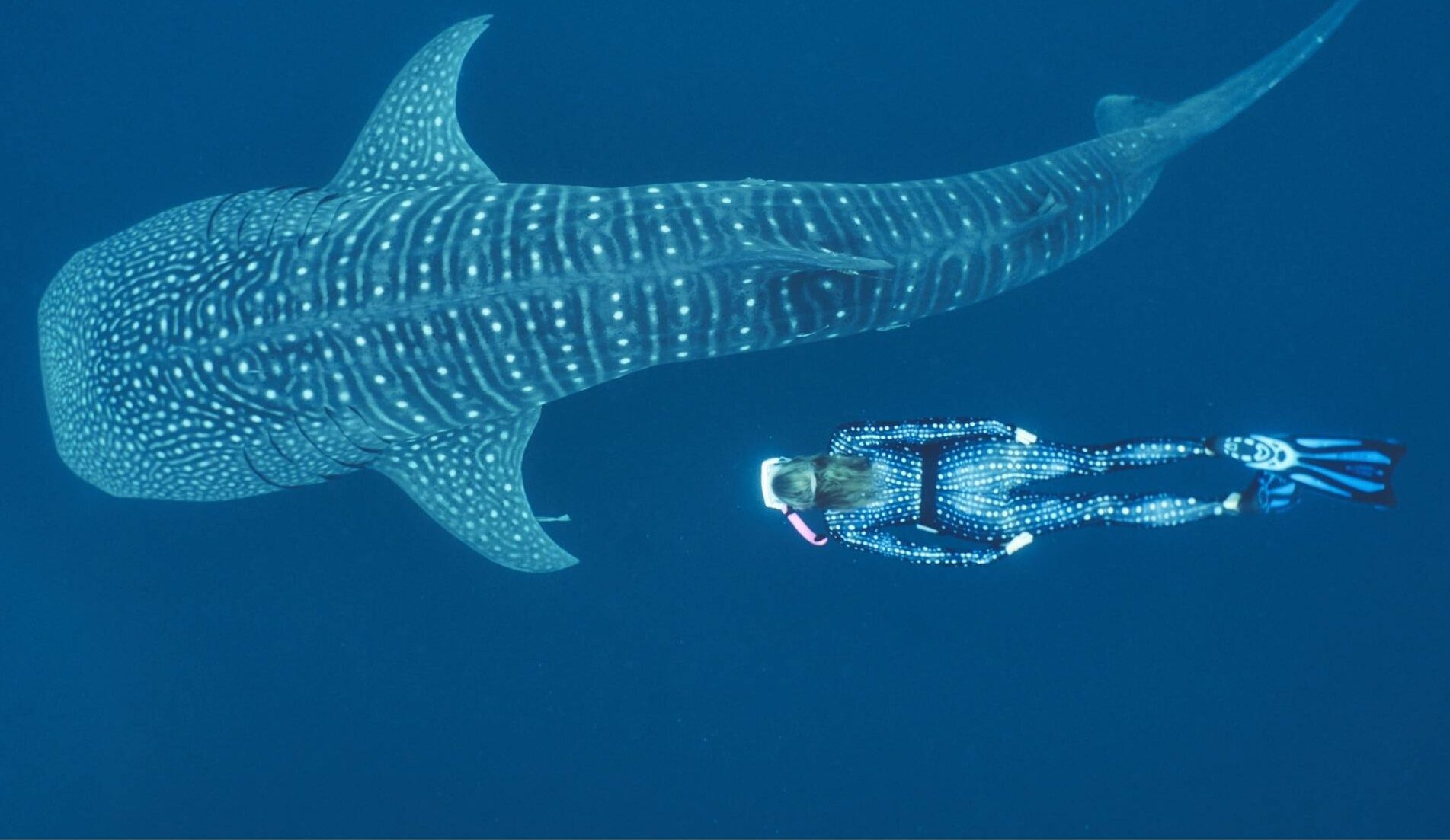 Sumbawa-Komodo Diving & Exploration