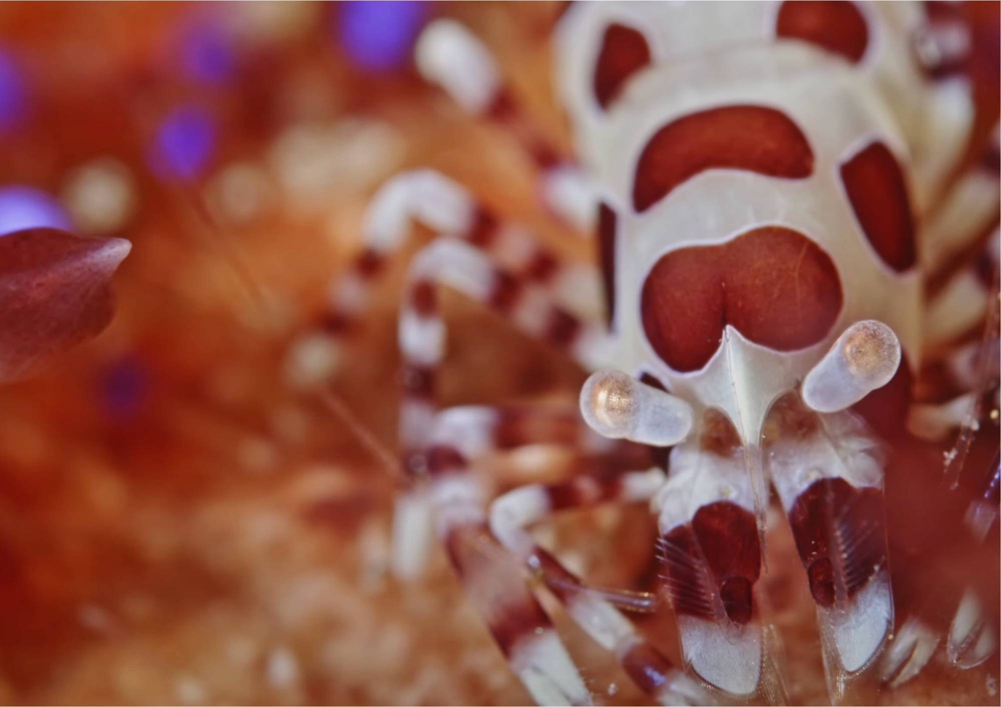 liveaboard diving indonesia