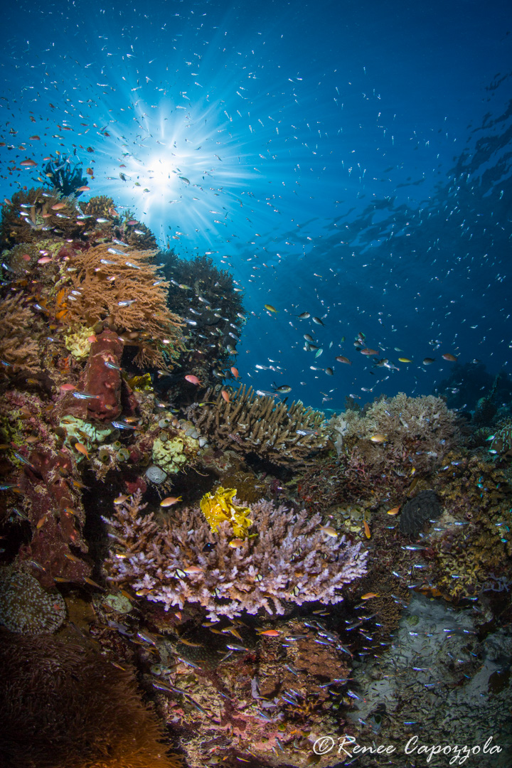 Labuan Bajo Maumere diving trip
