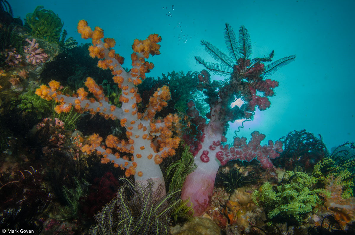 140207-komodo14-1458