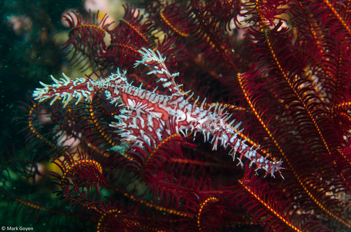 140207-komodo14-1463