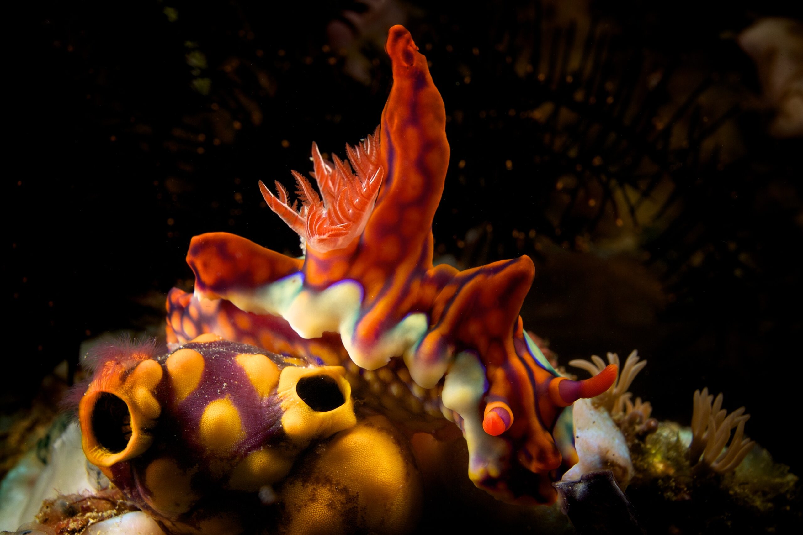 Magnificent Ceratosoma