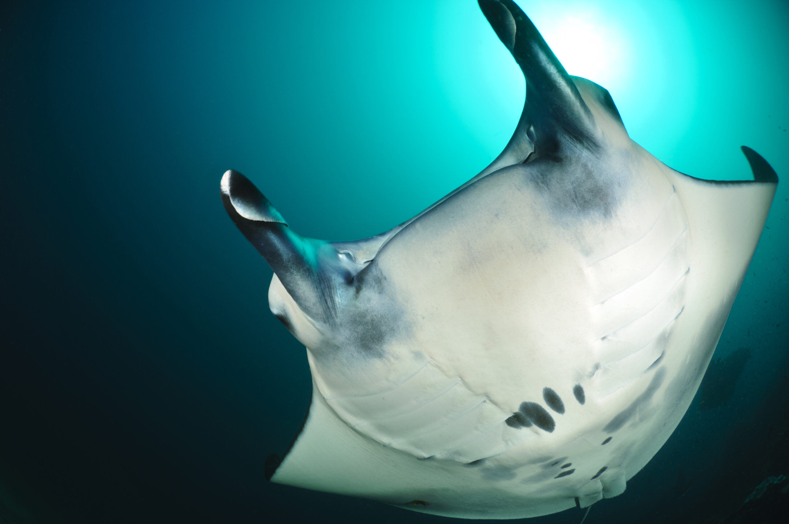 Manta rays congregate in areas where strong currents are funnelled through reefs. These areas concentrate plankton on which mantas feed. Mantas also congregate at cleaning stations, where small wrasse and butterflyfish clen parasites from the surface of the rays.