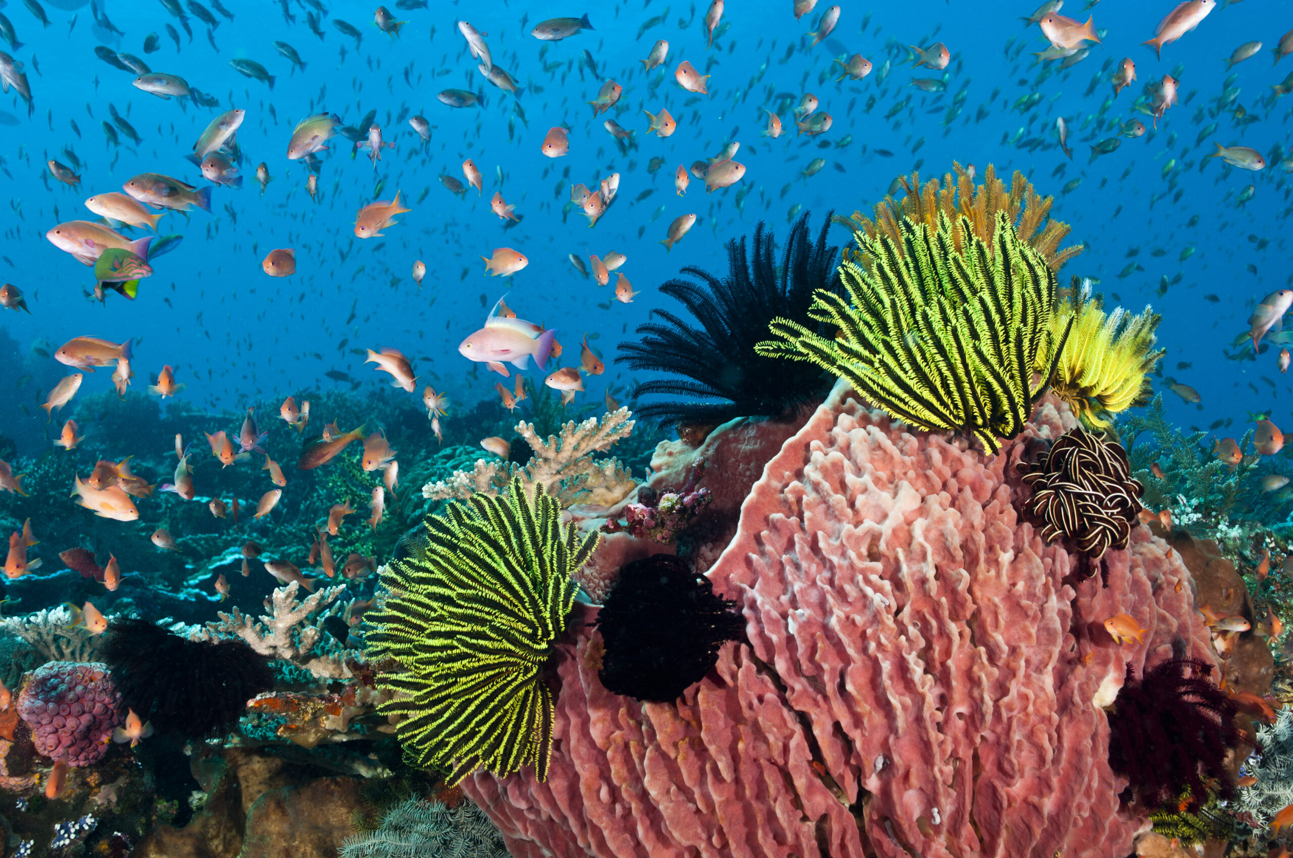 Tourism is now a major business in the Komodo National Park. Divers visit the park using liveaboard boats operating out of Bali, or from the port of Labuan Bajo on Lombok. The Komodo National Park is home to the unique Komodo Dragon, but also has some remarkable marine life. Cold upwellings from the Indian Ocean to the south bring plenty of nutrients, providing food for a spectacular array of different species.