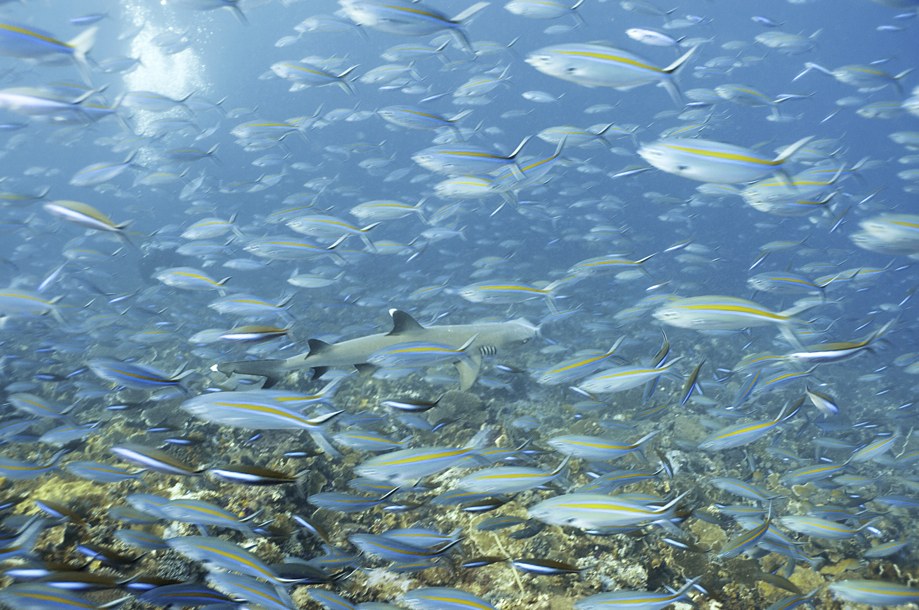 Komodo-7'Seas-May2013 19