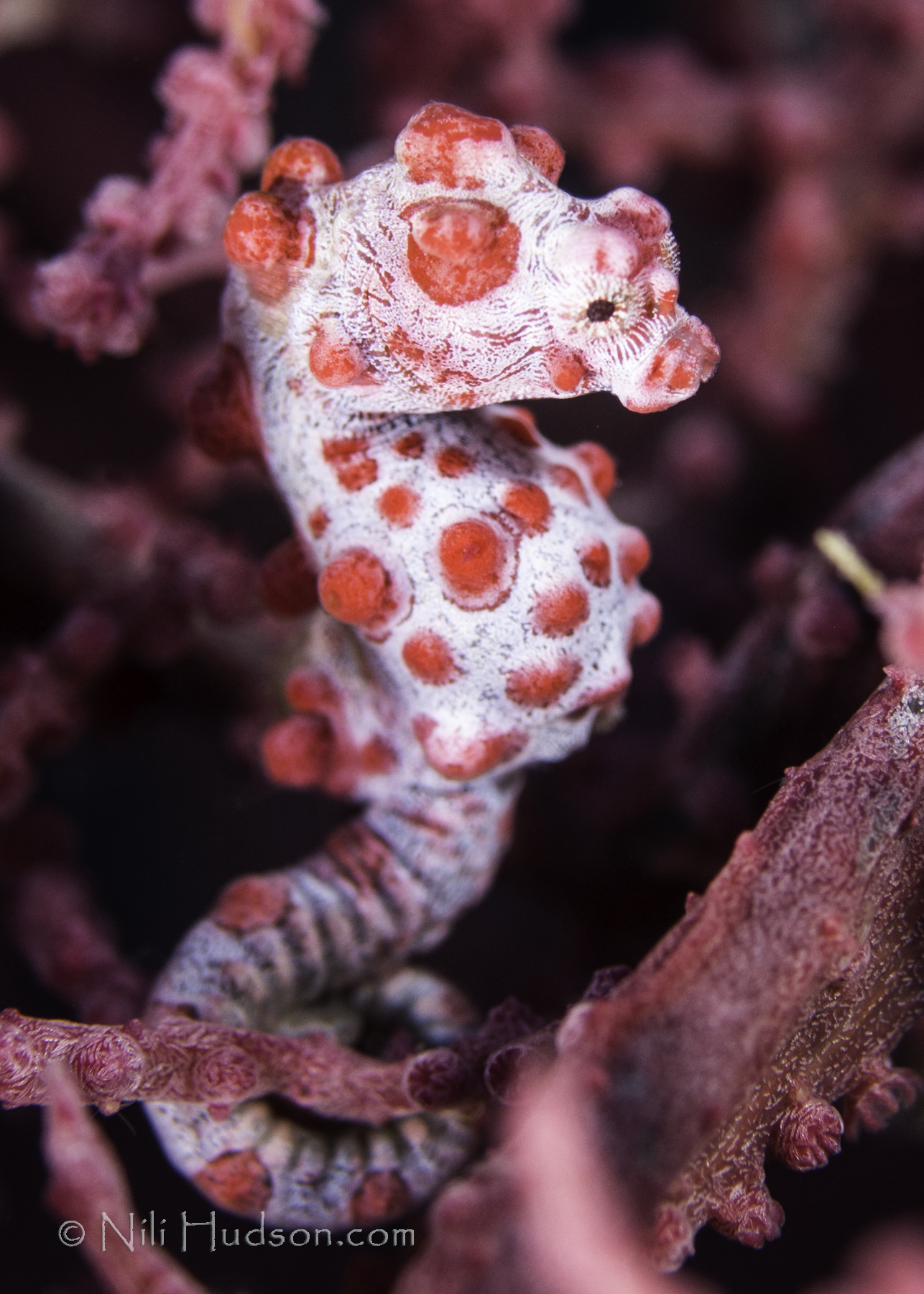 Nili_Hudson_Komodo_2013_122wm