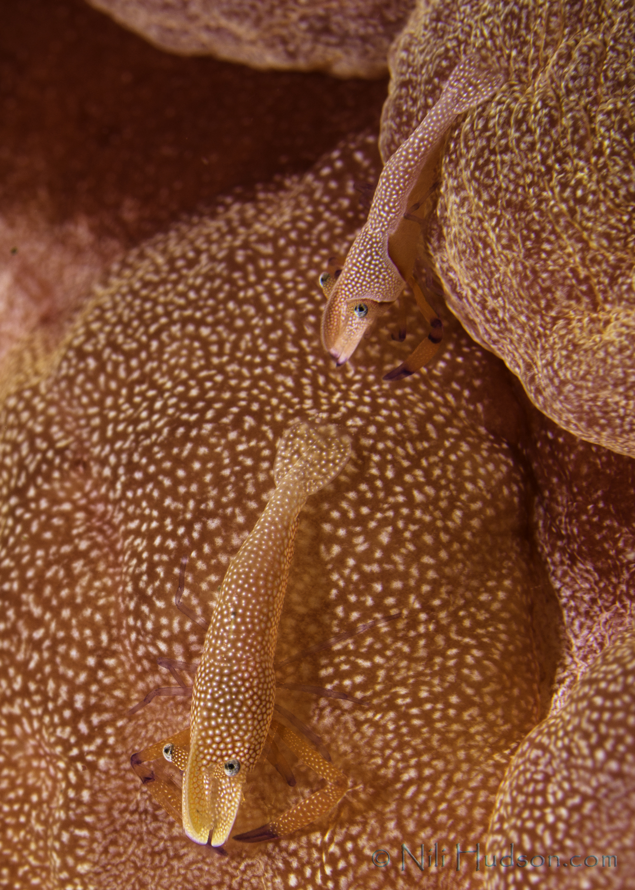 Nili_Hudson_Komodo_2013_135wm