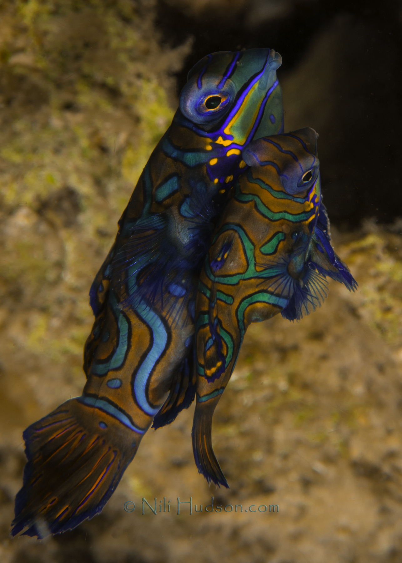 Nili_Hudson_Komodo_2013_144wm2