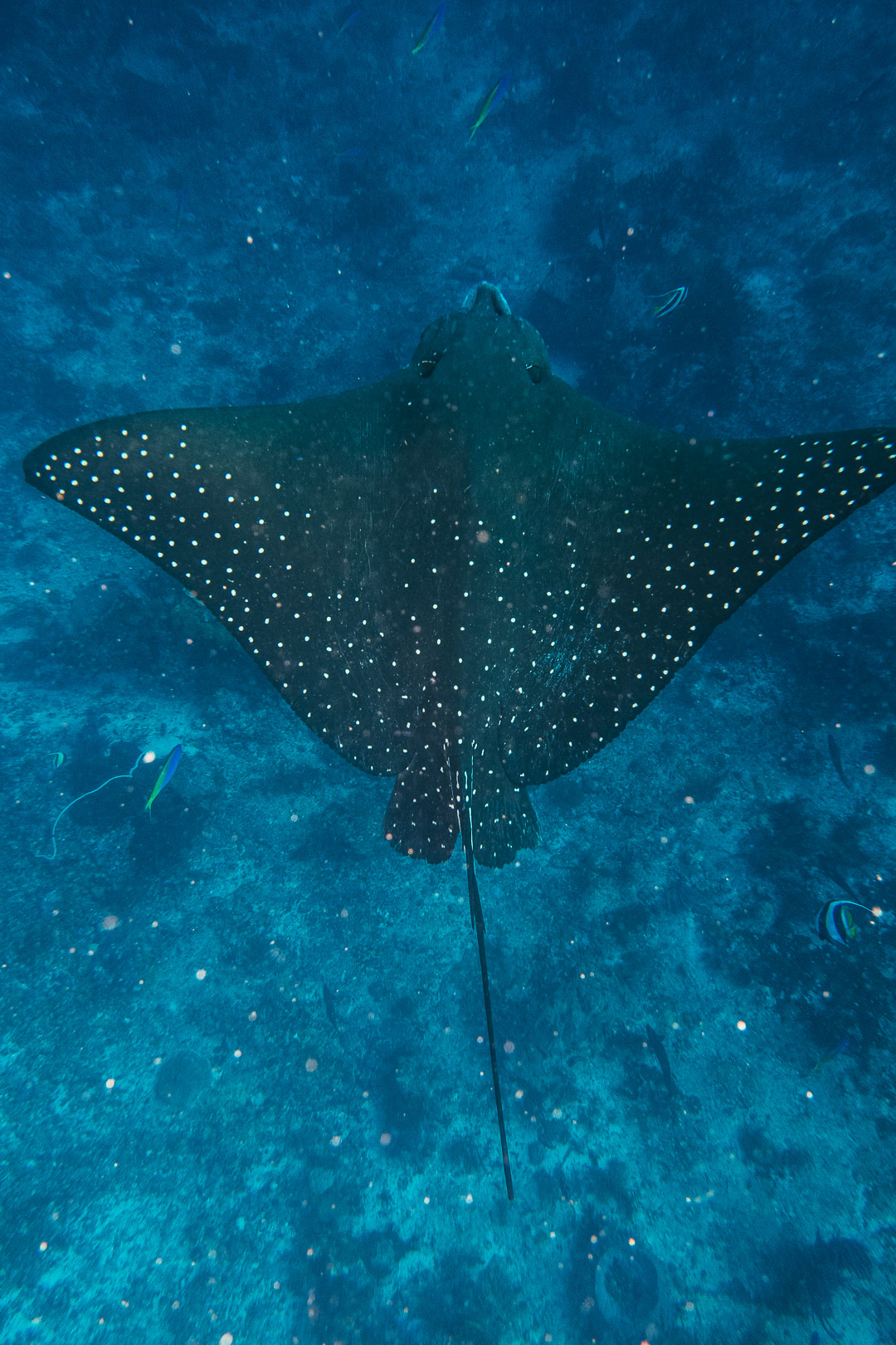 Labuan Bajo Maumere diving trip