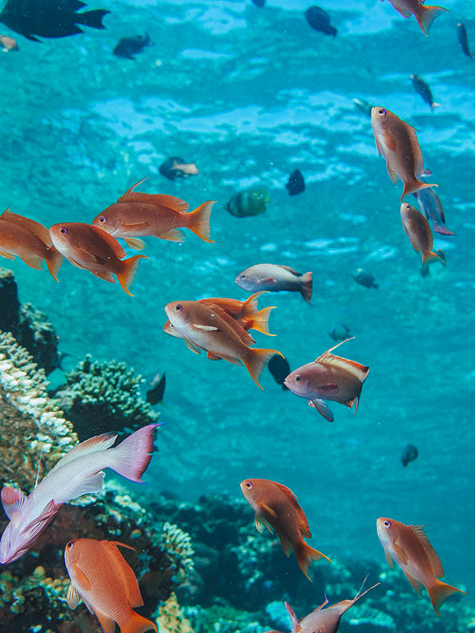 tommy-schultz_com-1125