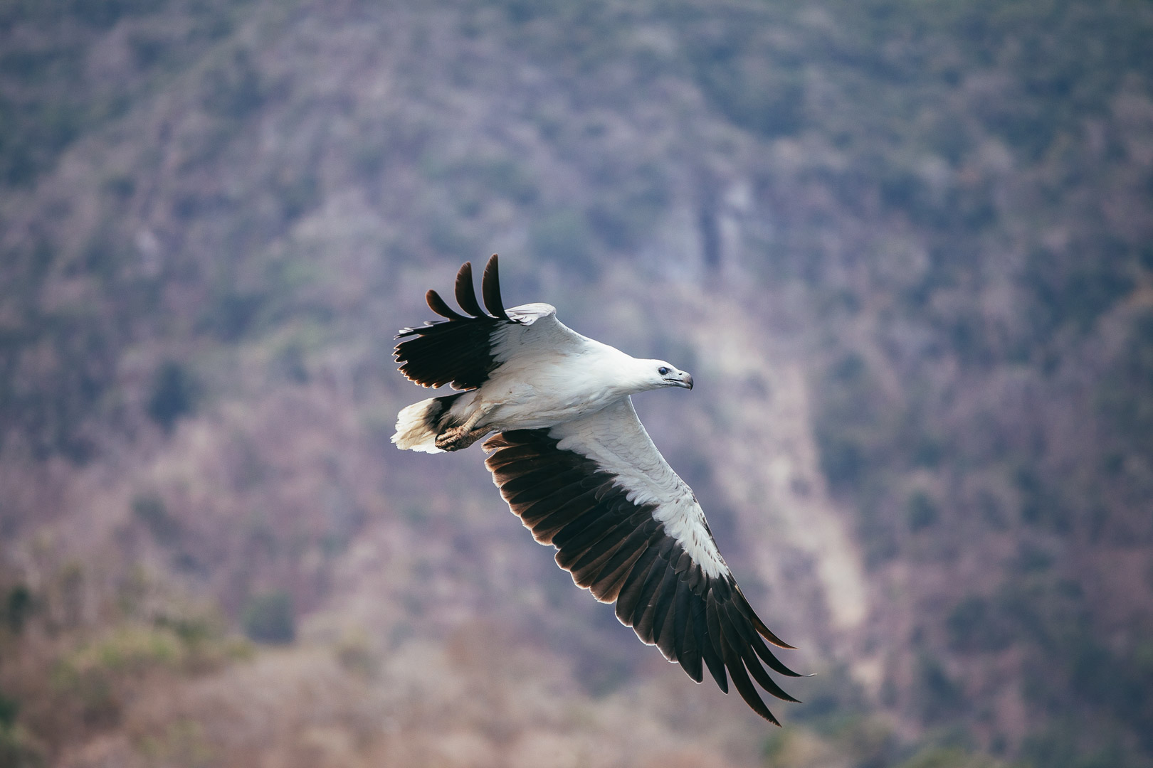 tommy-schultz_com-40