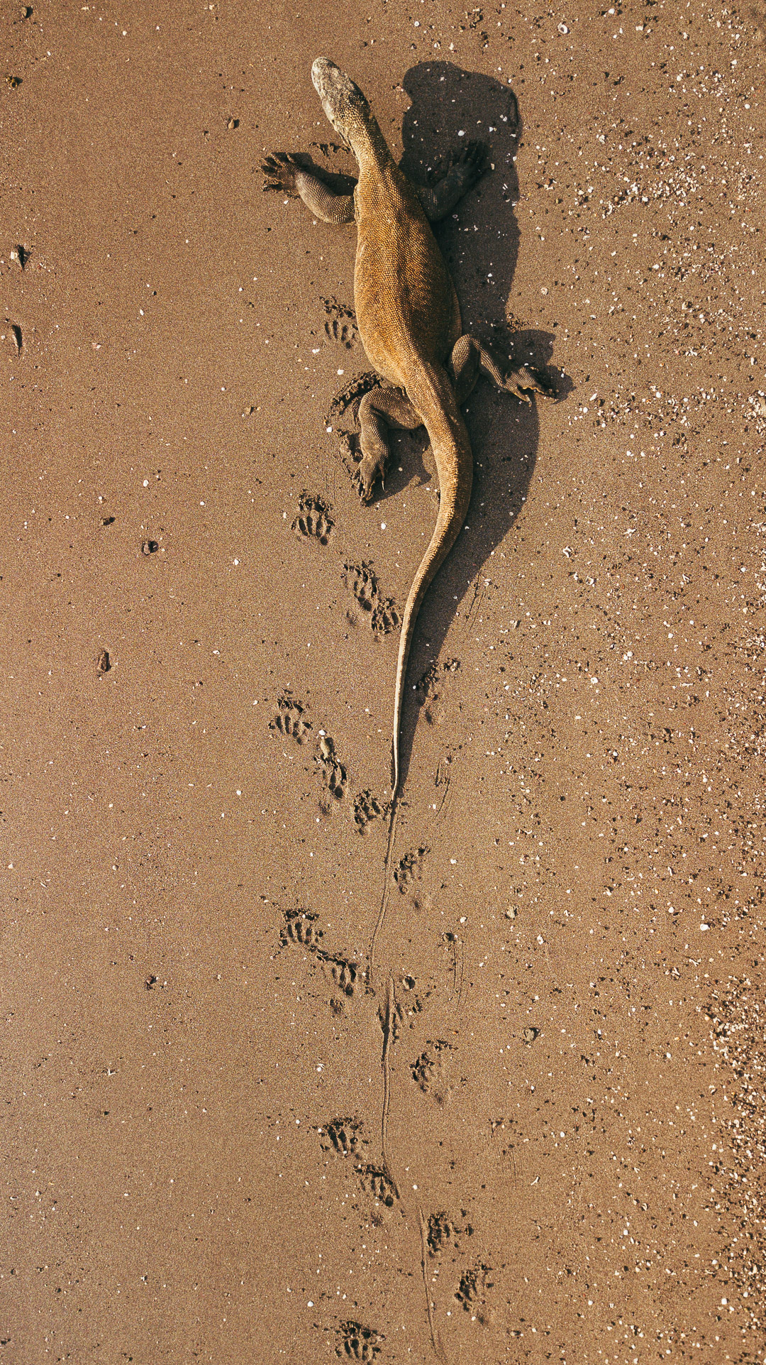 Labuan Bajo Maumere diving trip