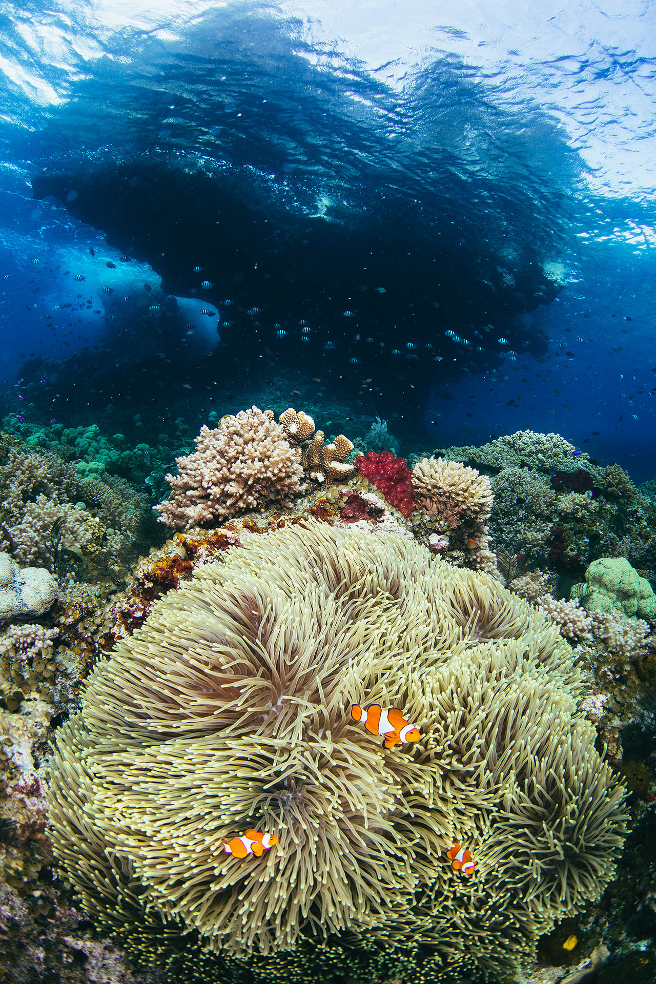 tommy-schultz_com-20