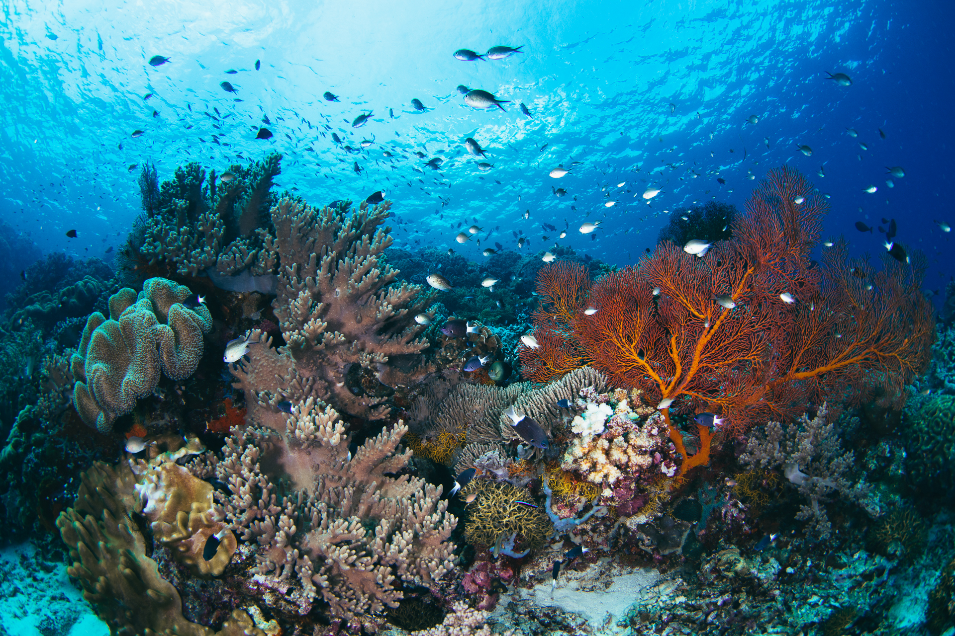 tommy-schultz_com-45