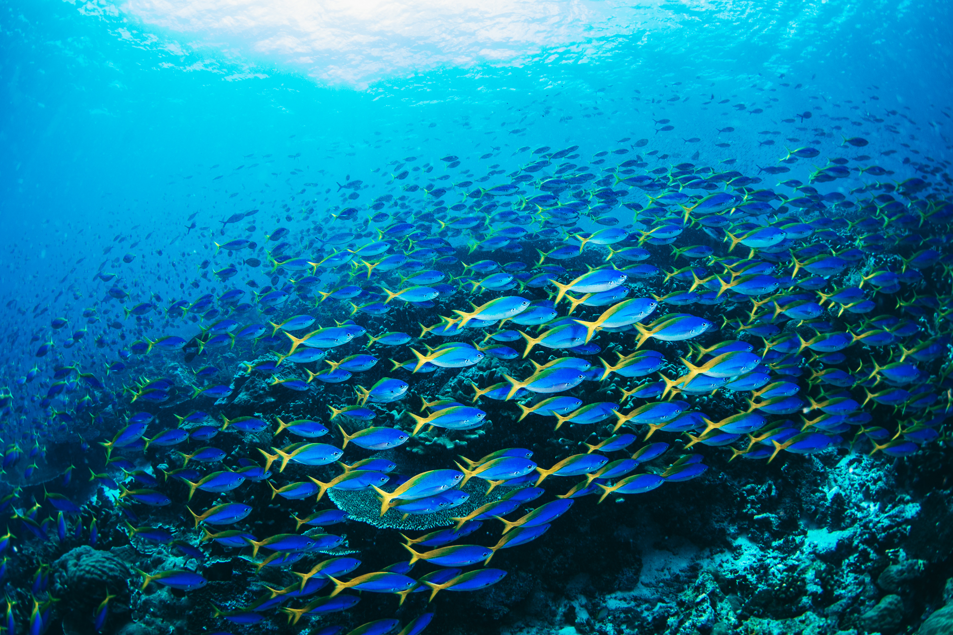 tommy-schultz_com-76