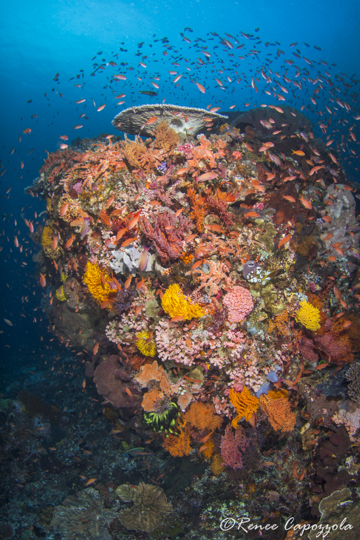 #1545 reduced copyright final