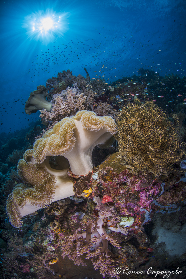 #5045 reduced copyright final