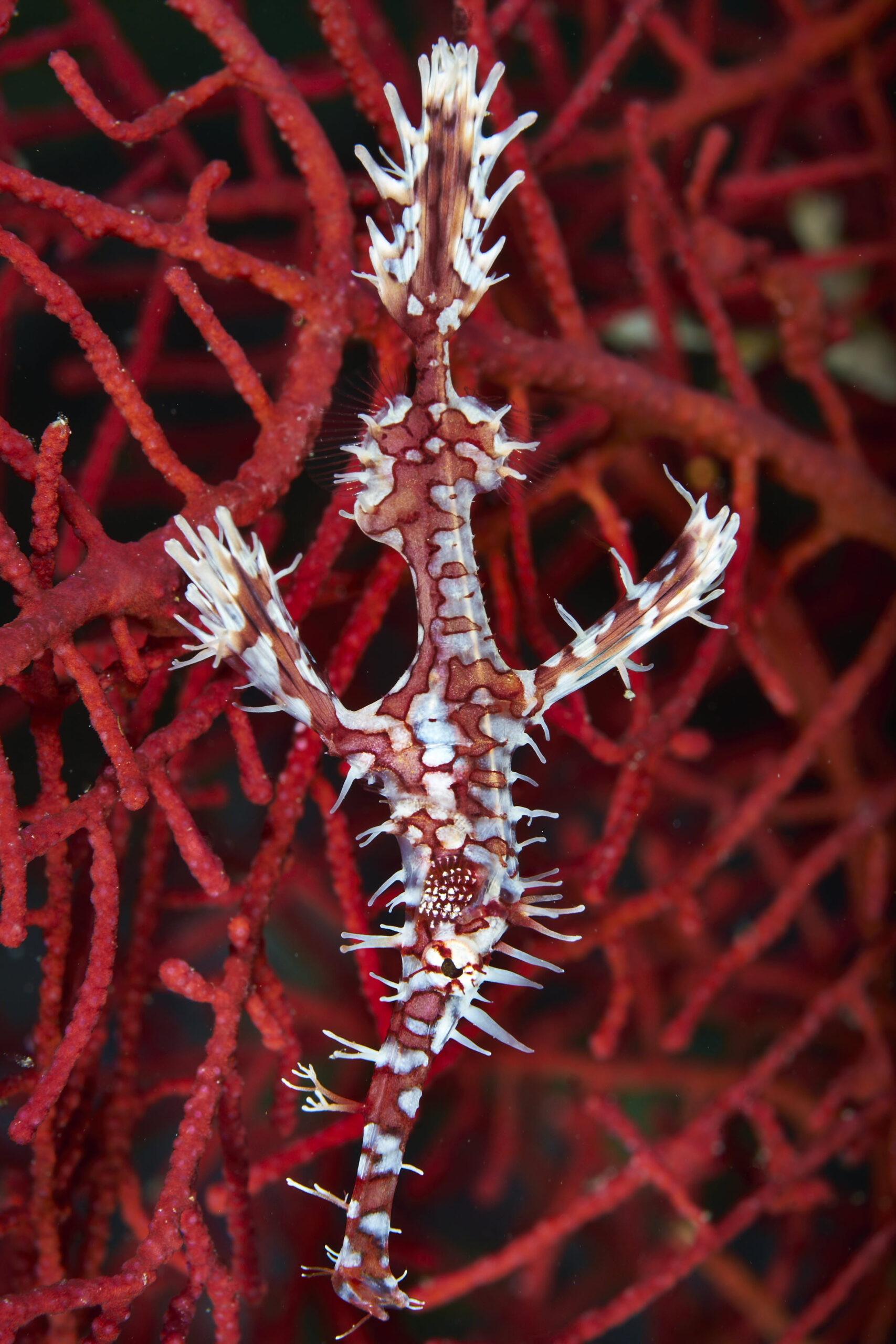 Ornate Ghost Pipefish