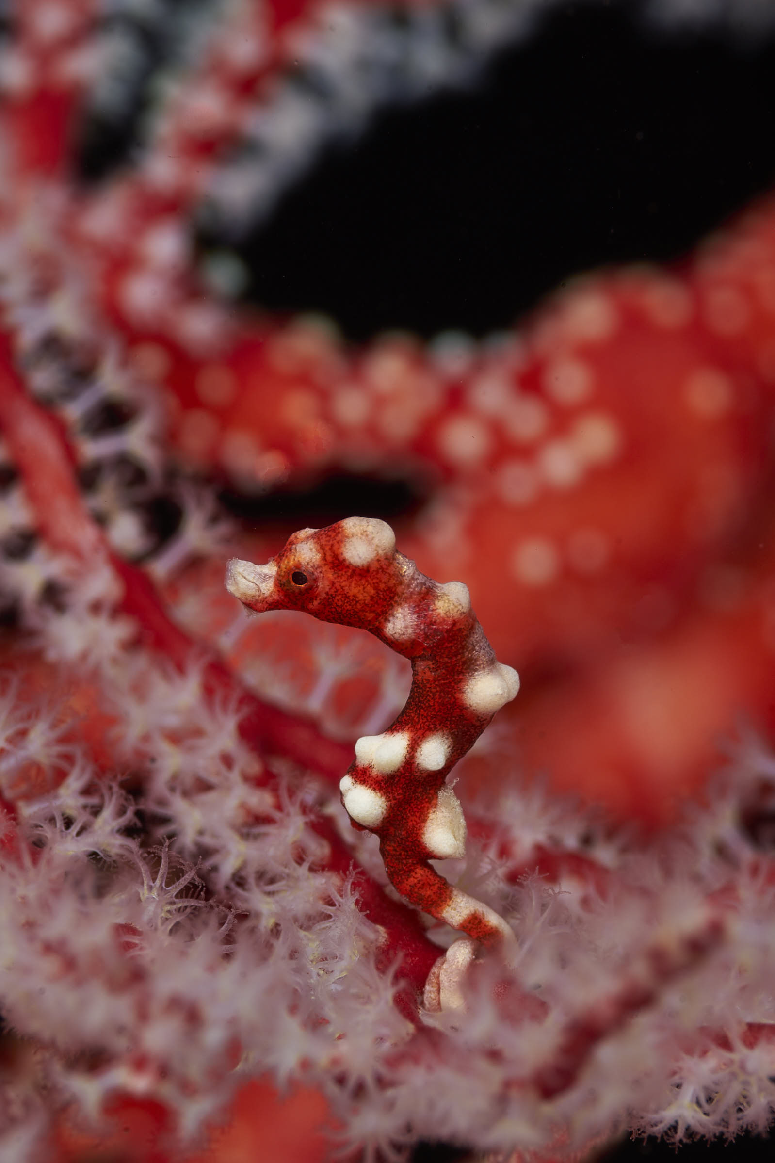 PygmySeaHorse 1