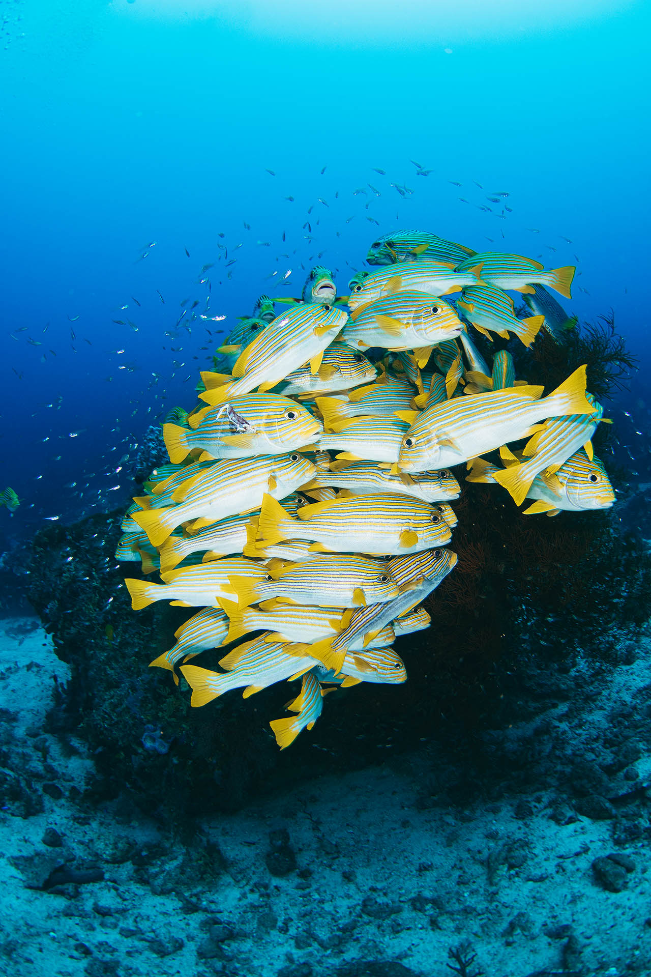 tommy-schultz_com-17-2