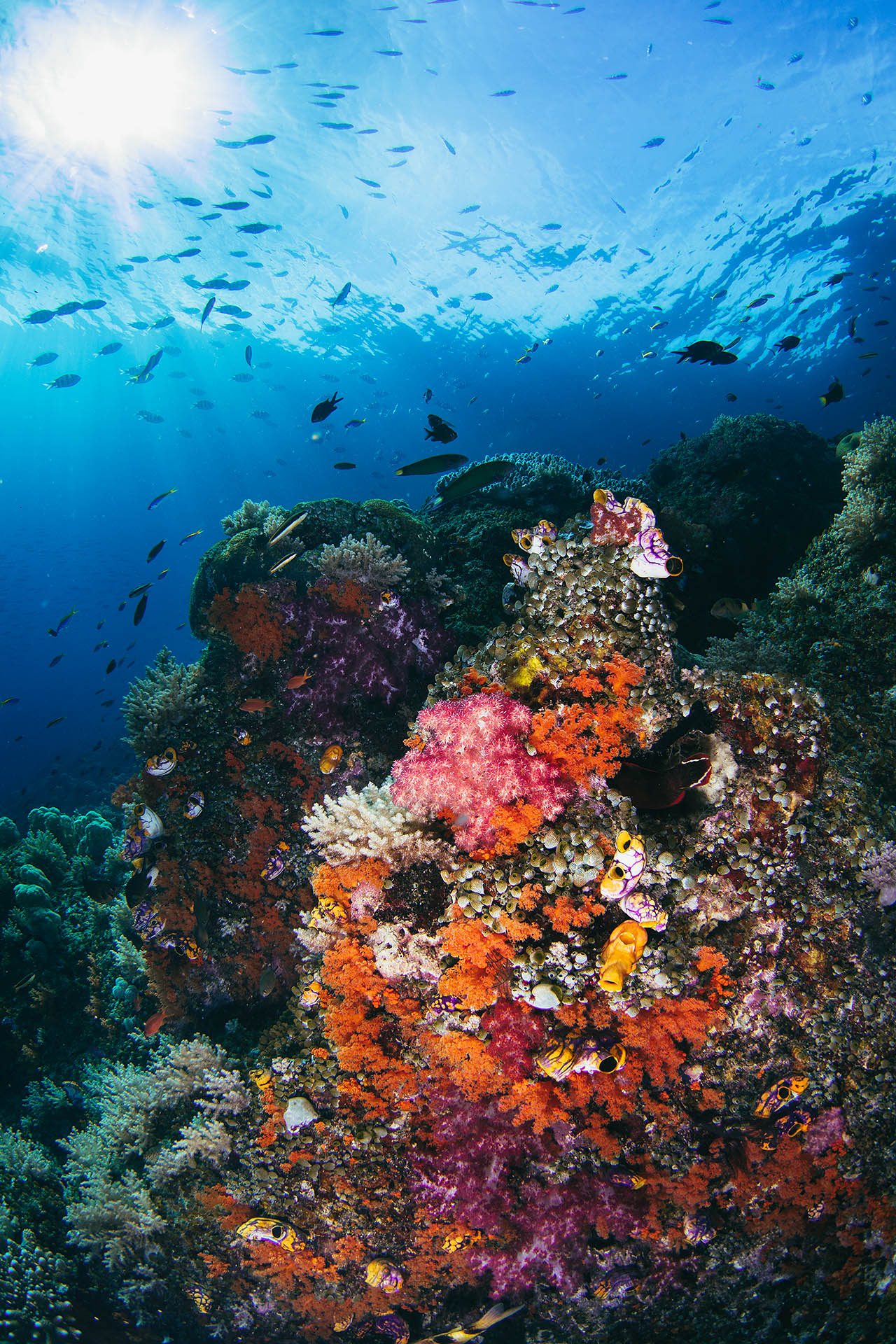 tommy-schultz_com-35